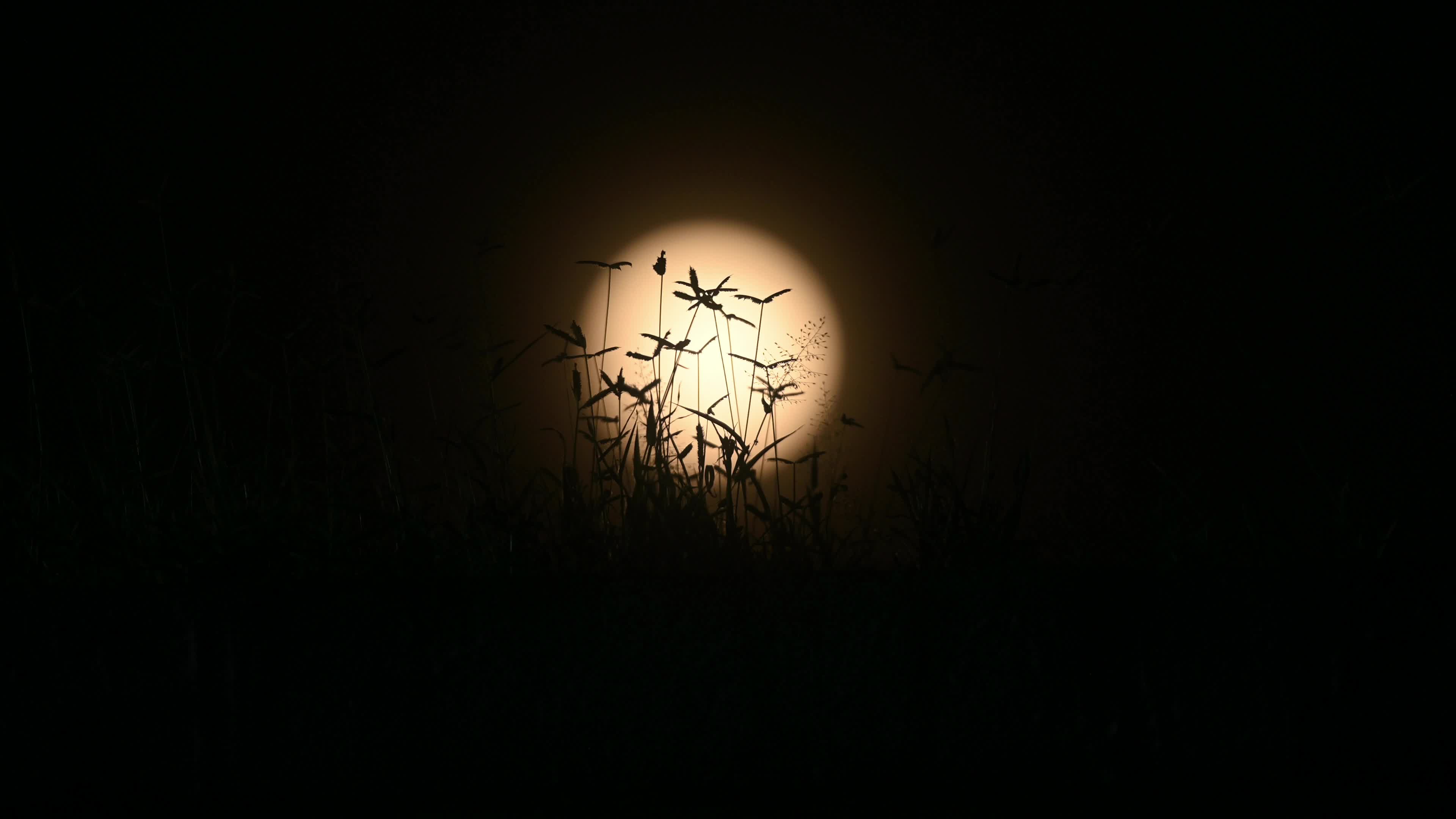 August full moon 2026 - Sturgeon Moon - Lunar Corona - Atmospheric Optics