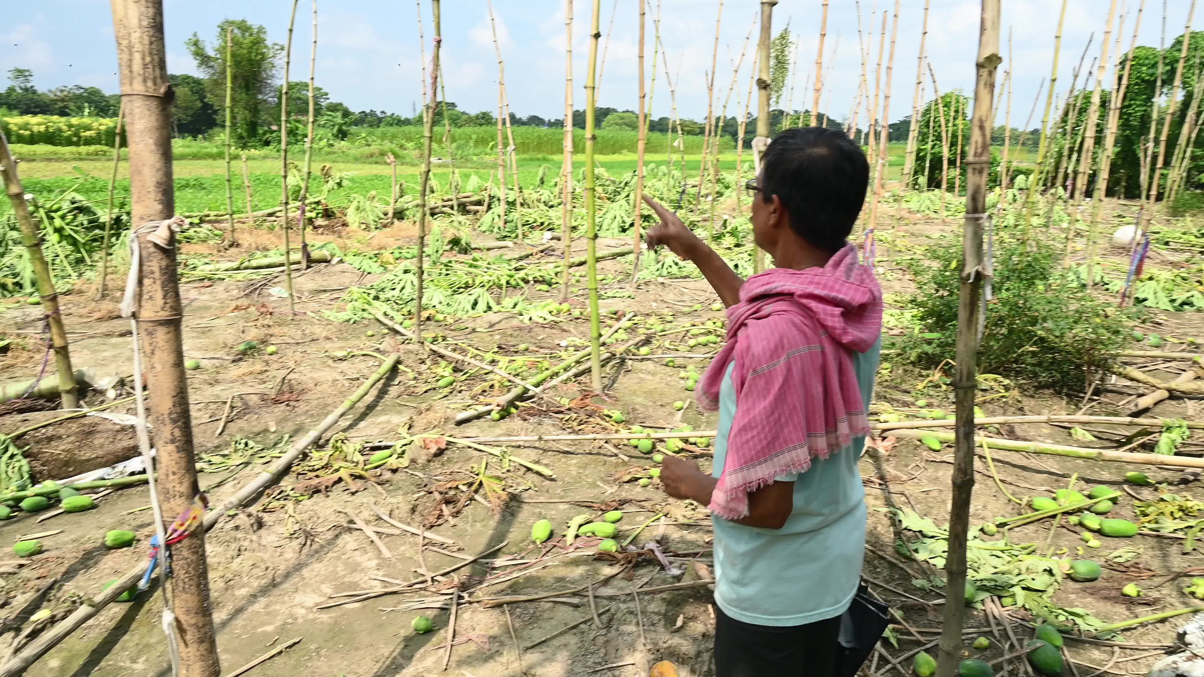 Papaya Cultivation in India - Carica Papaya - Papaya Ringspot Virus (PRSV)