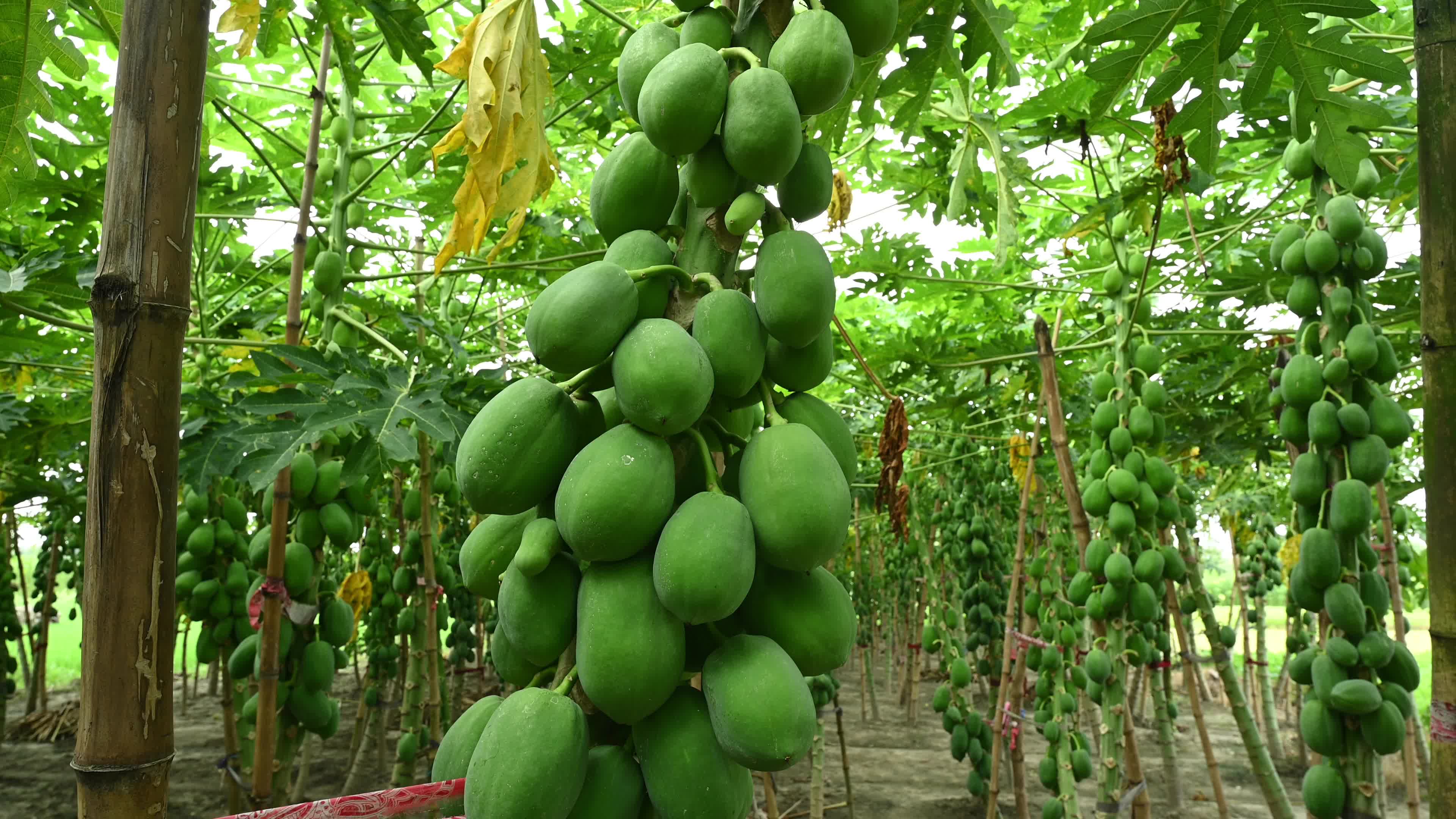 Papaya Cultivation in India - Carica Papaya - Papaya Ringspot Virus (PRSV)