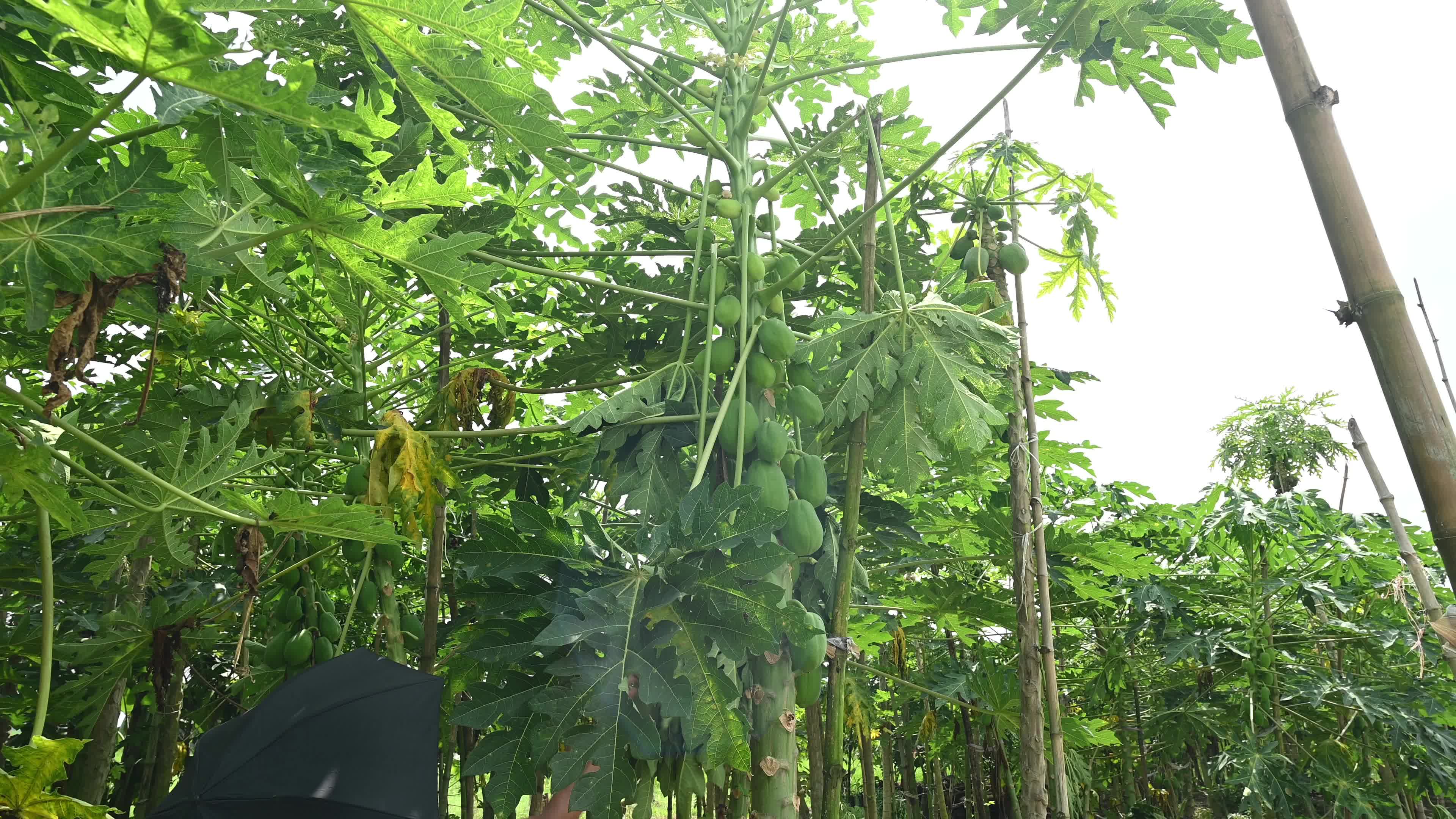 Papaya Cultivation in India - Carica Papaya - Papaya Ringspot Virus (PRSV)