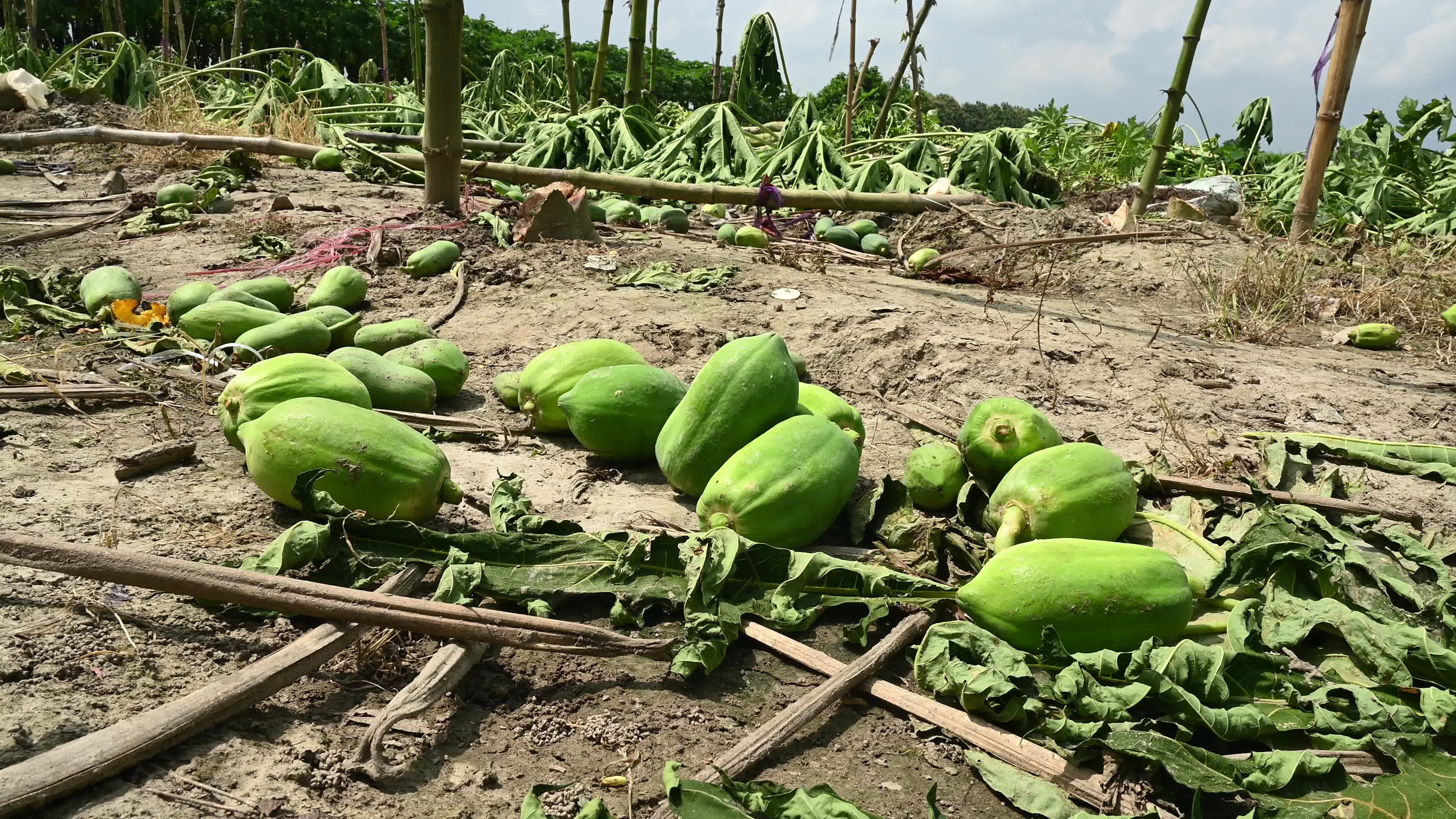 Papaya Cultivation in India - Carica Papaya - Papaya Ringspot Virus (PRSV)