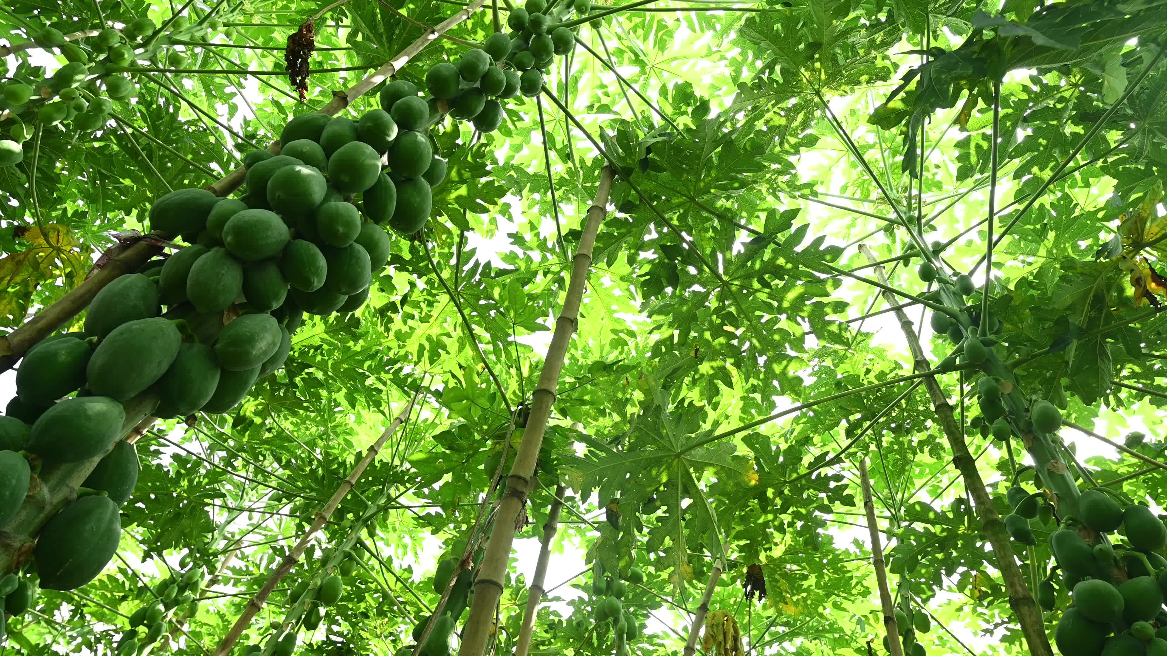 Papaya Cultivation in India - Carica Papaya - Papaya Ringspot Virus (PRSV)