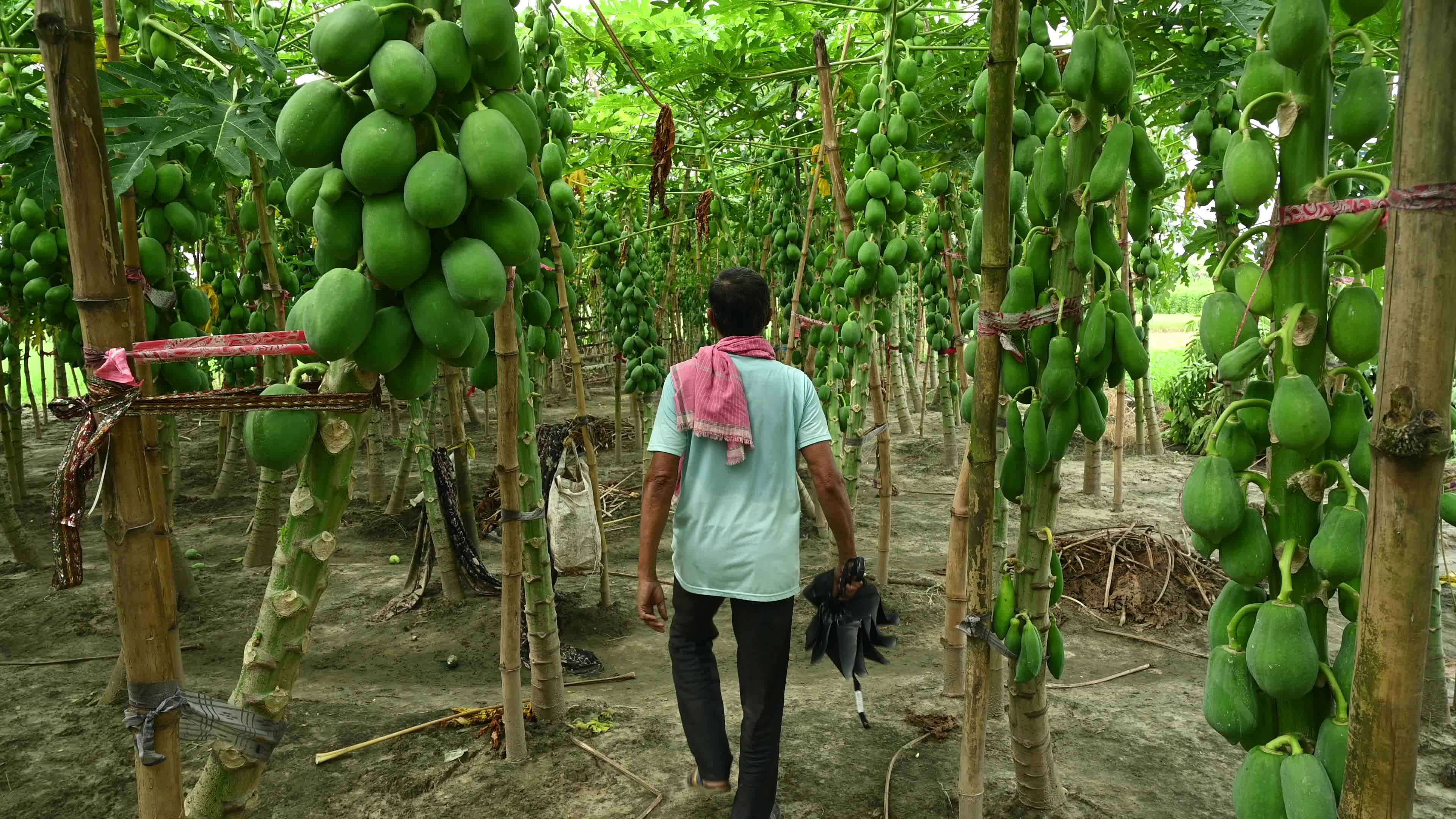 Papaya Cultivation in India - Carica Papaya - Papaya Ringspot Virus (PRSV)
