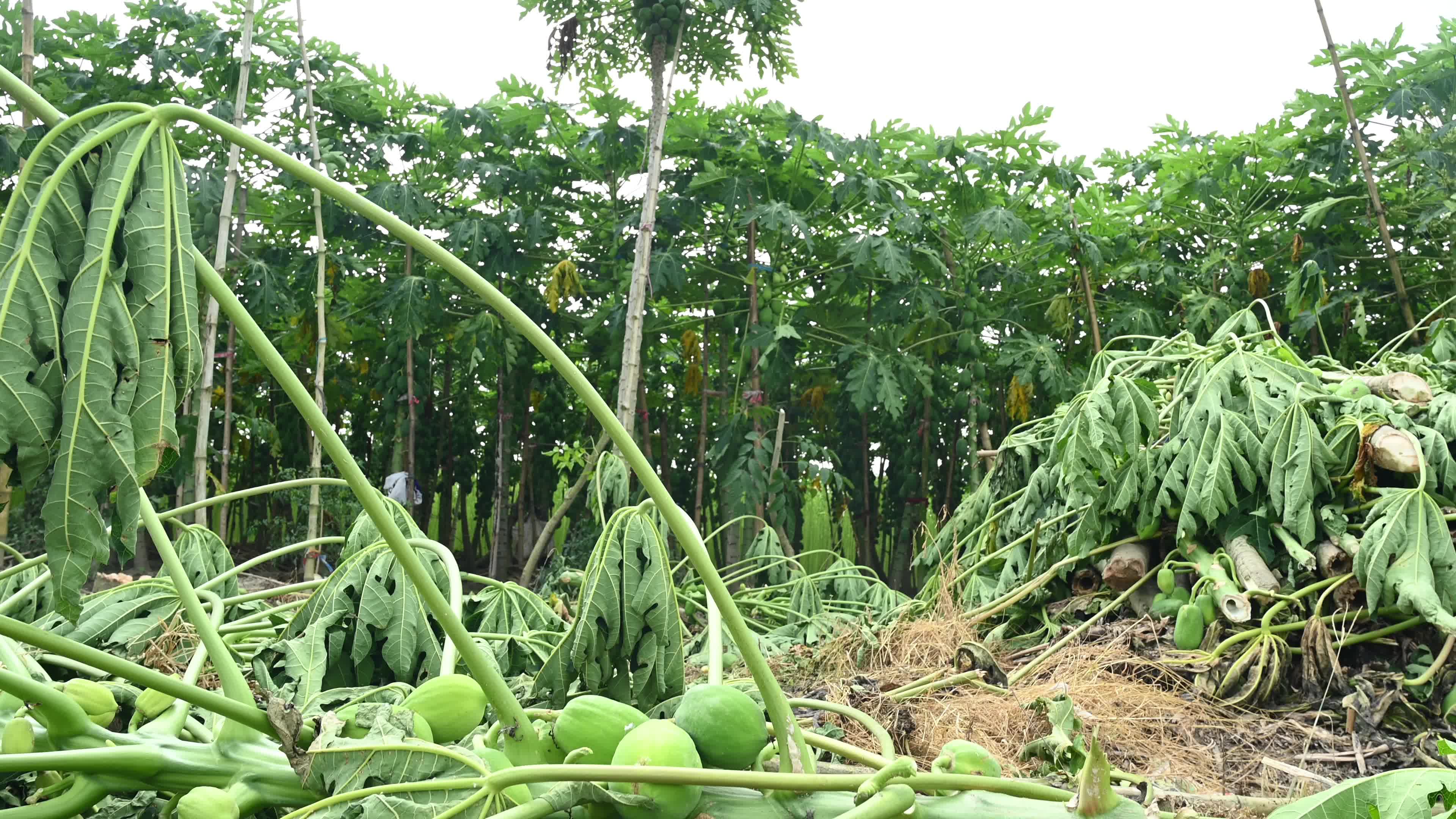 Papaya Cultivation in India - Carica Papaya - Papaya Ringspot Virus (PRSV)