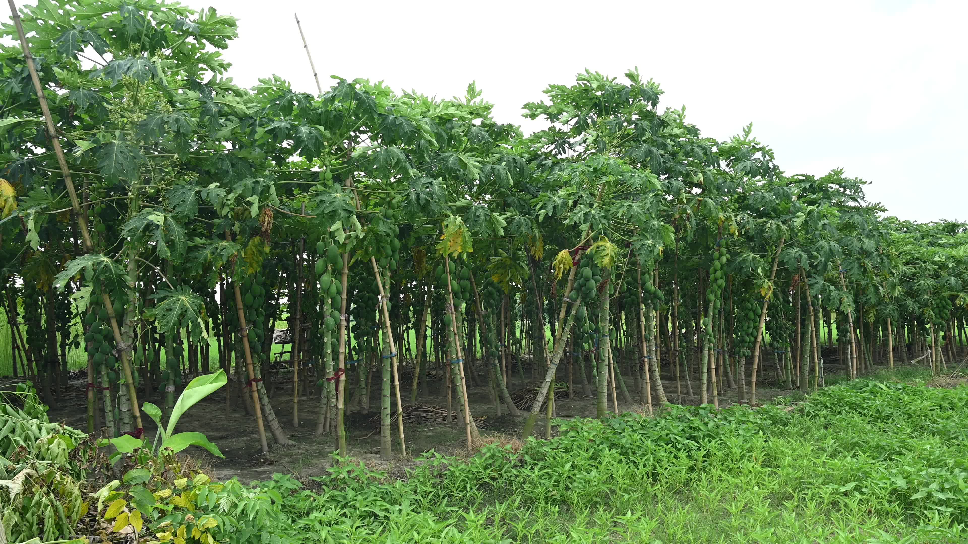 Papaya Cultivation in India - Carica Papaya - Papaya Ringspot Virus (PRSV)