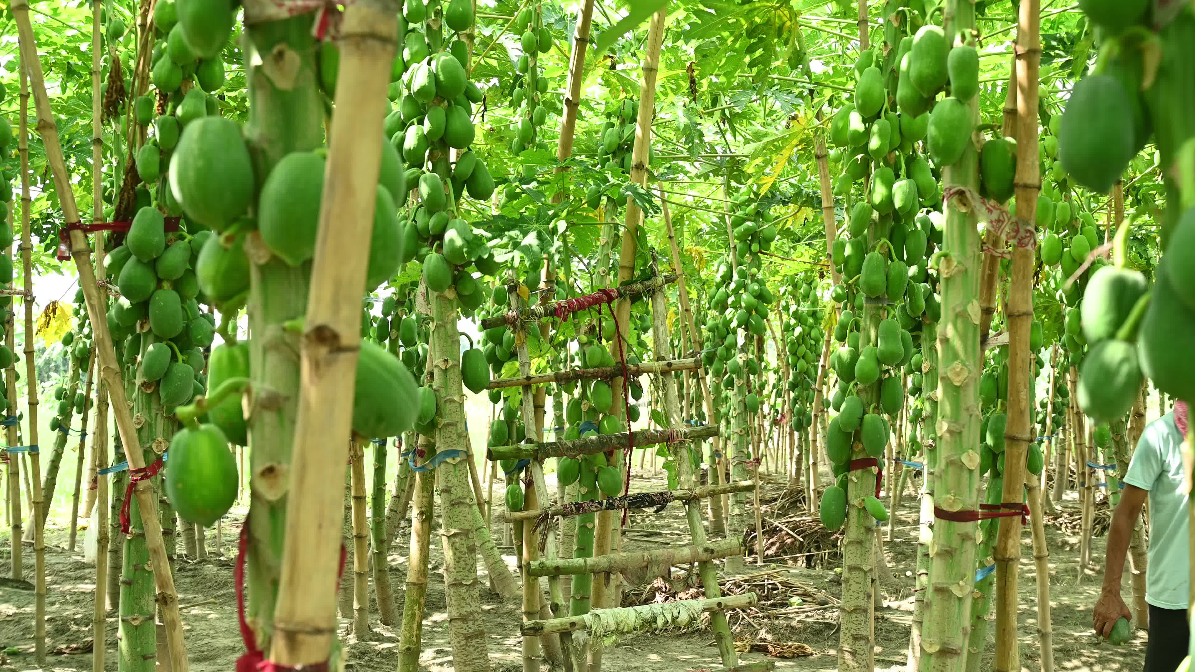 Papaya Cultivation in India - Carica Papaya - Papaya Ringspot Virus (PRSV)