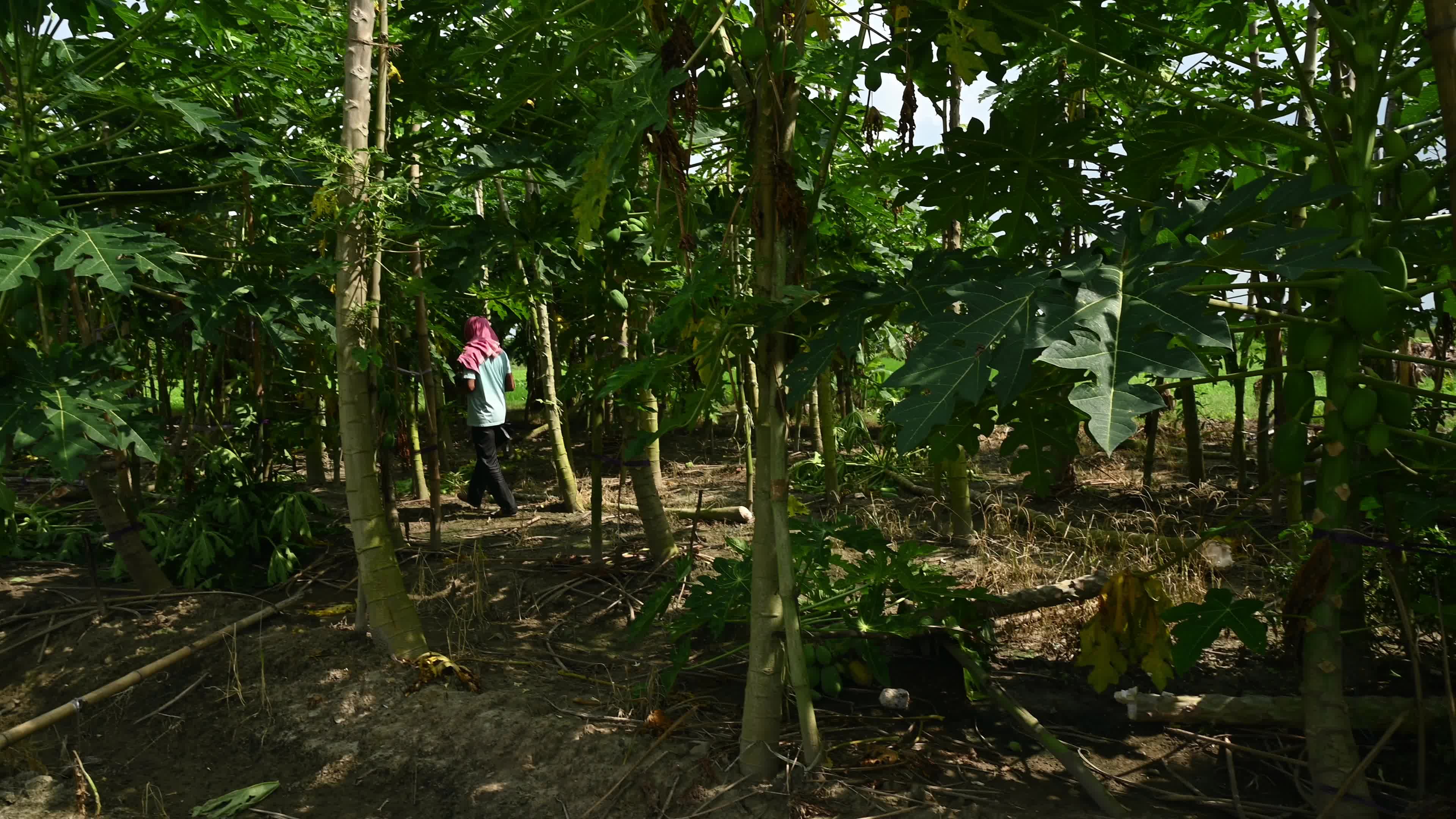 Papaya Cultivation in India - Carica Papaya - Papaya Ringspot Virus (PRSV)