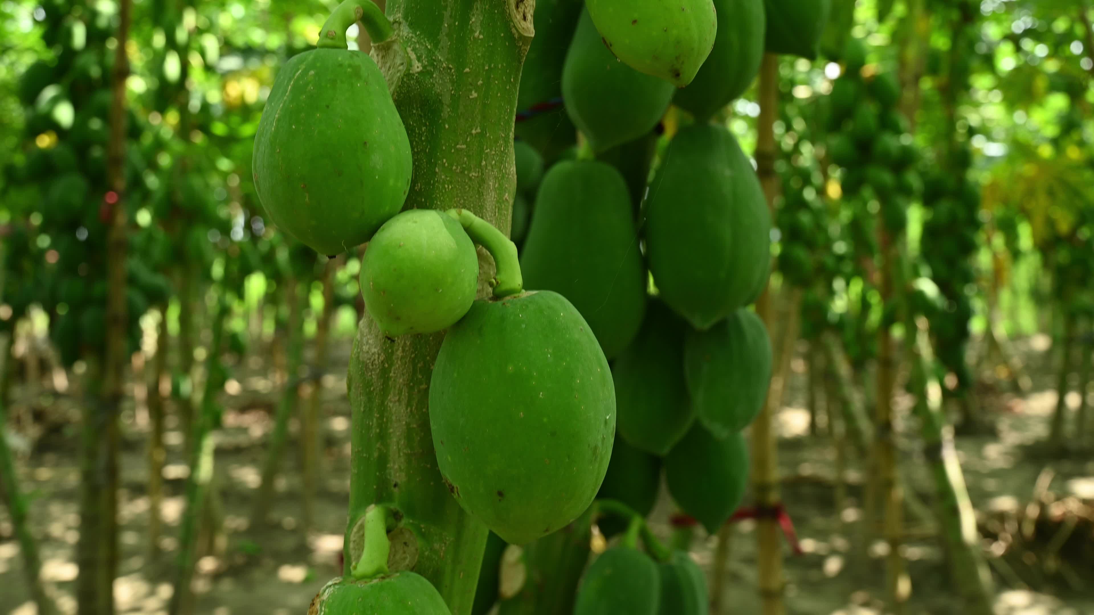 Papaya Cultivation in India - Carica Papaya - Papaya Ringspot Virus (PRSV)