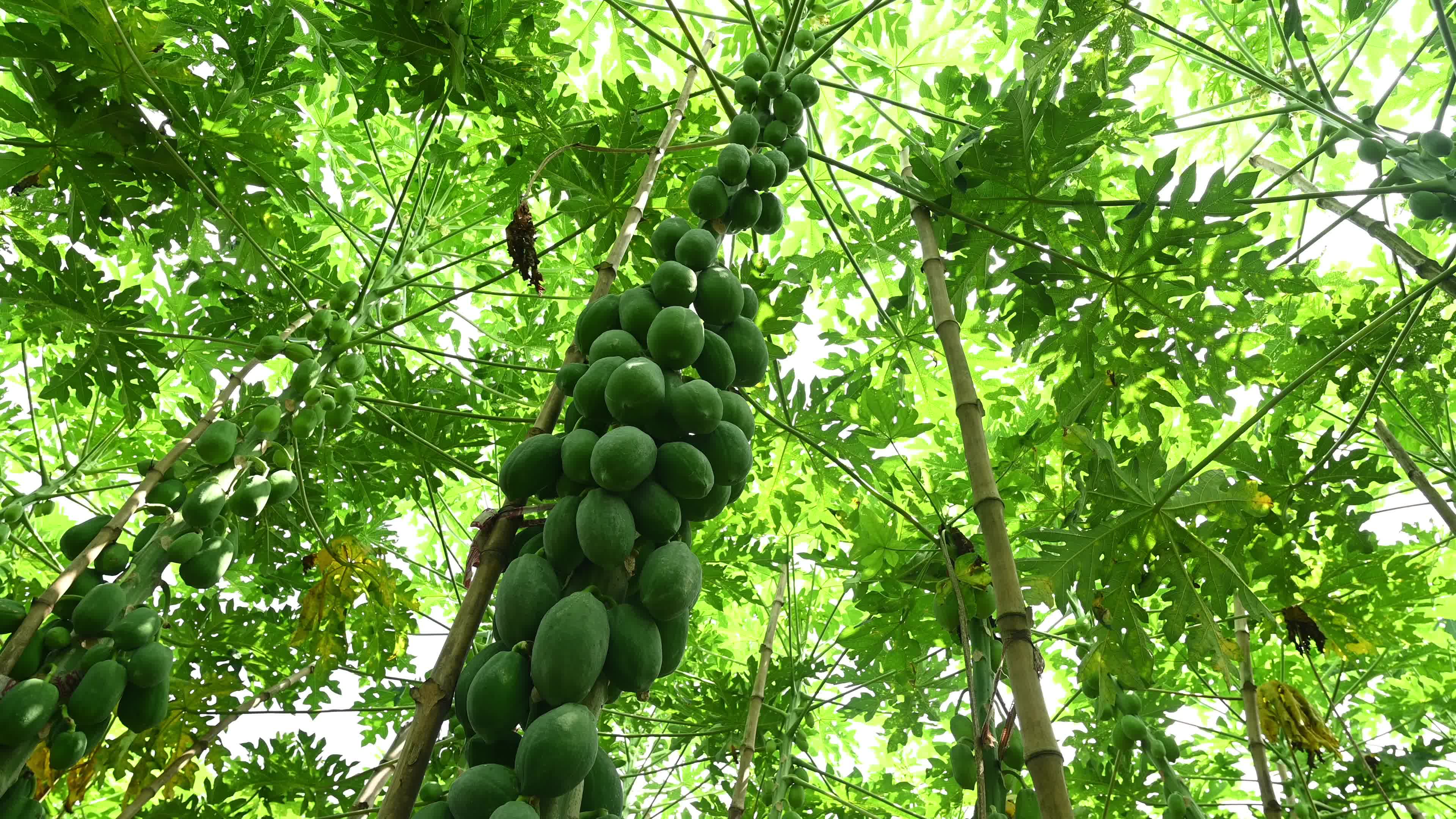 Papaya Cultivation in India - Carica Papaya - Papaya Ringspot Virus (PRSV)