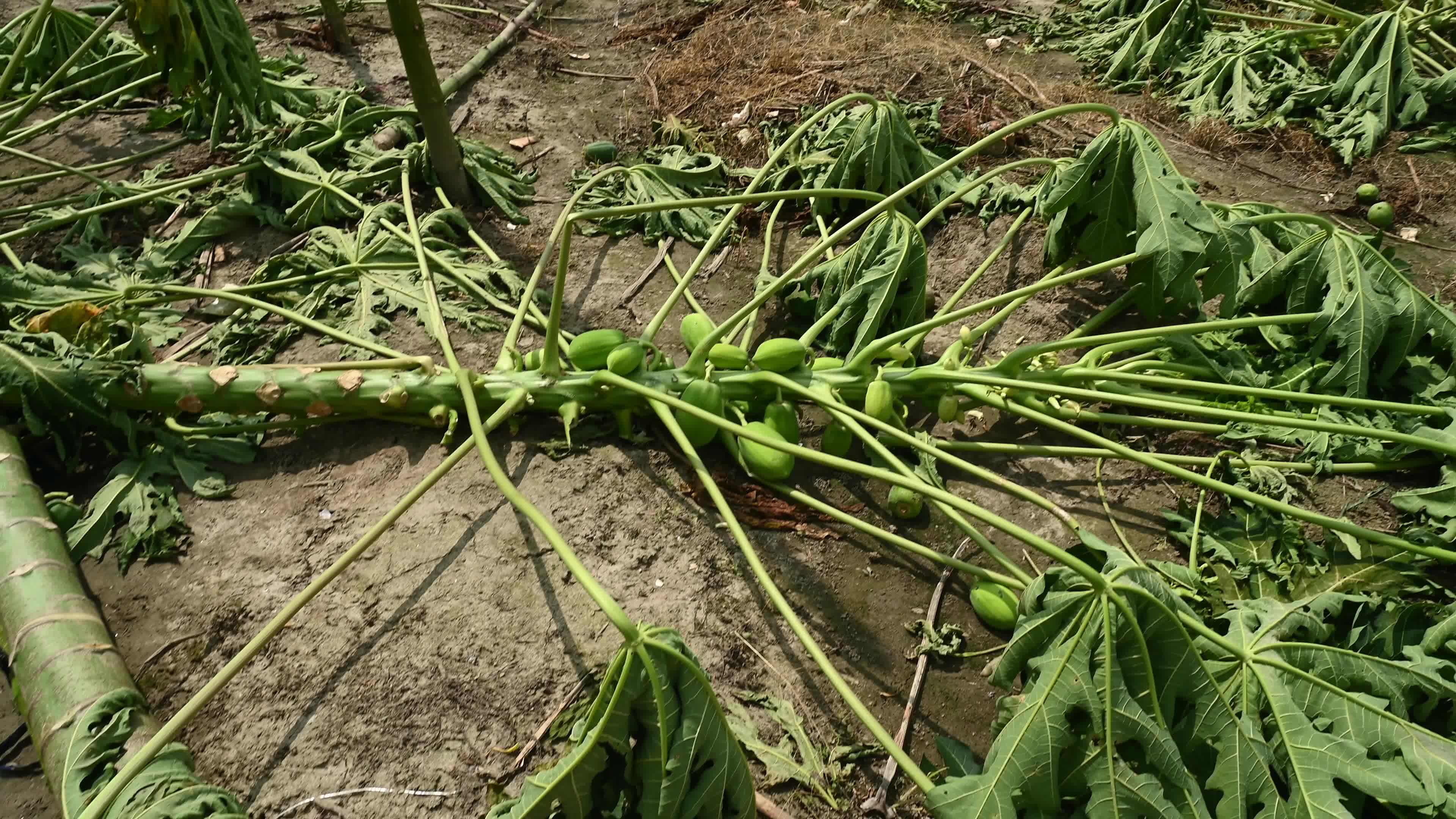 Papaya Cultivation in India - Carica Papaya - Papaya Ringspot Virus (PRSV)