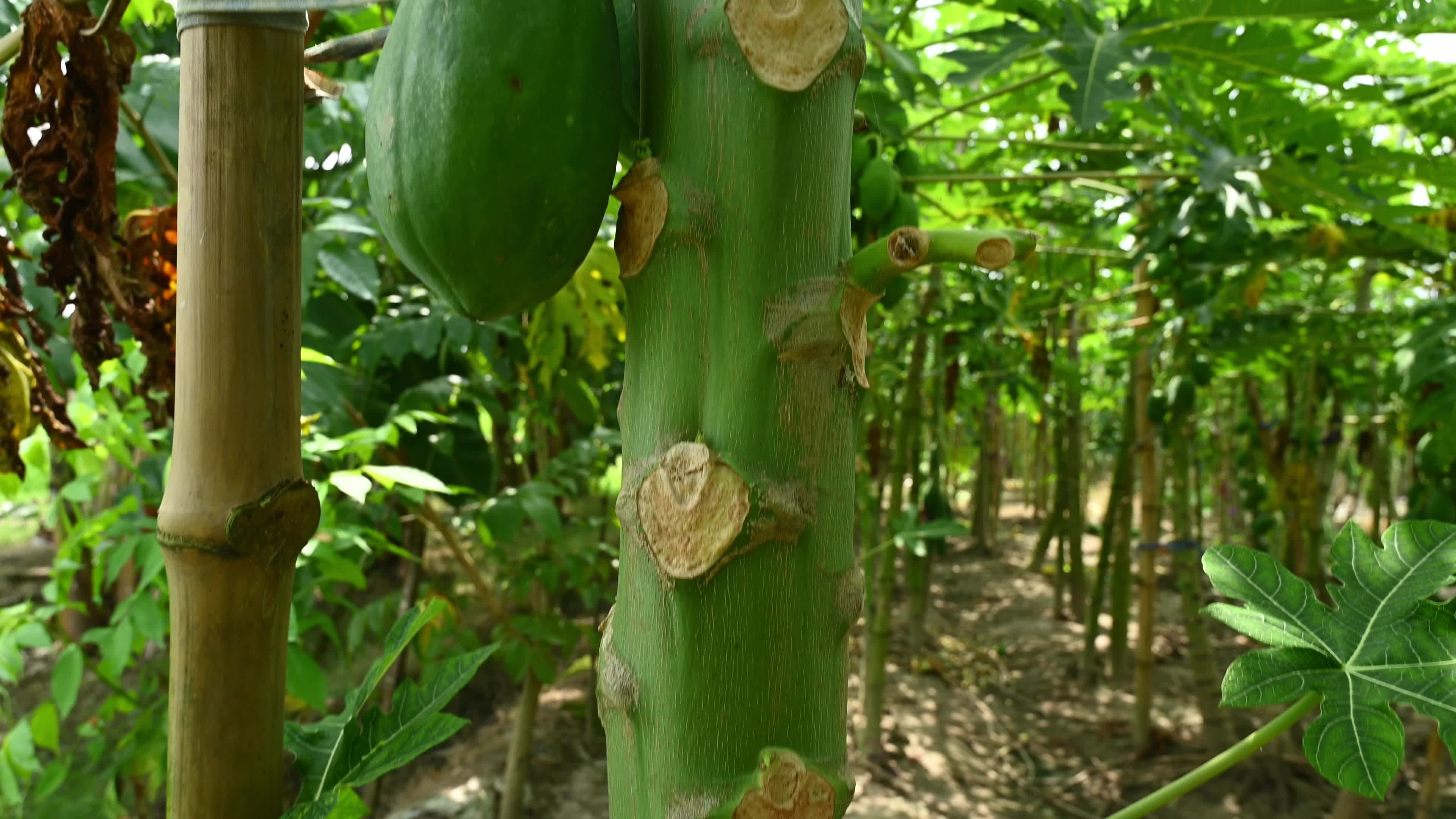 Papaya Cultivation in India - Carica Papaya - Papaya Ringspot Virus (PRSV)