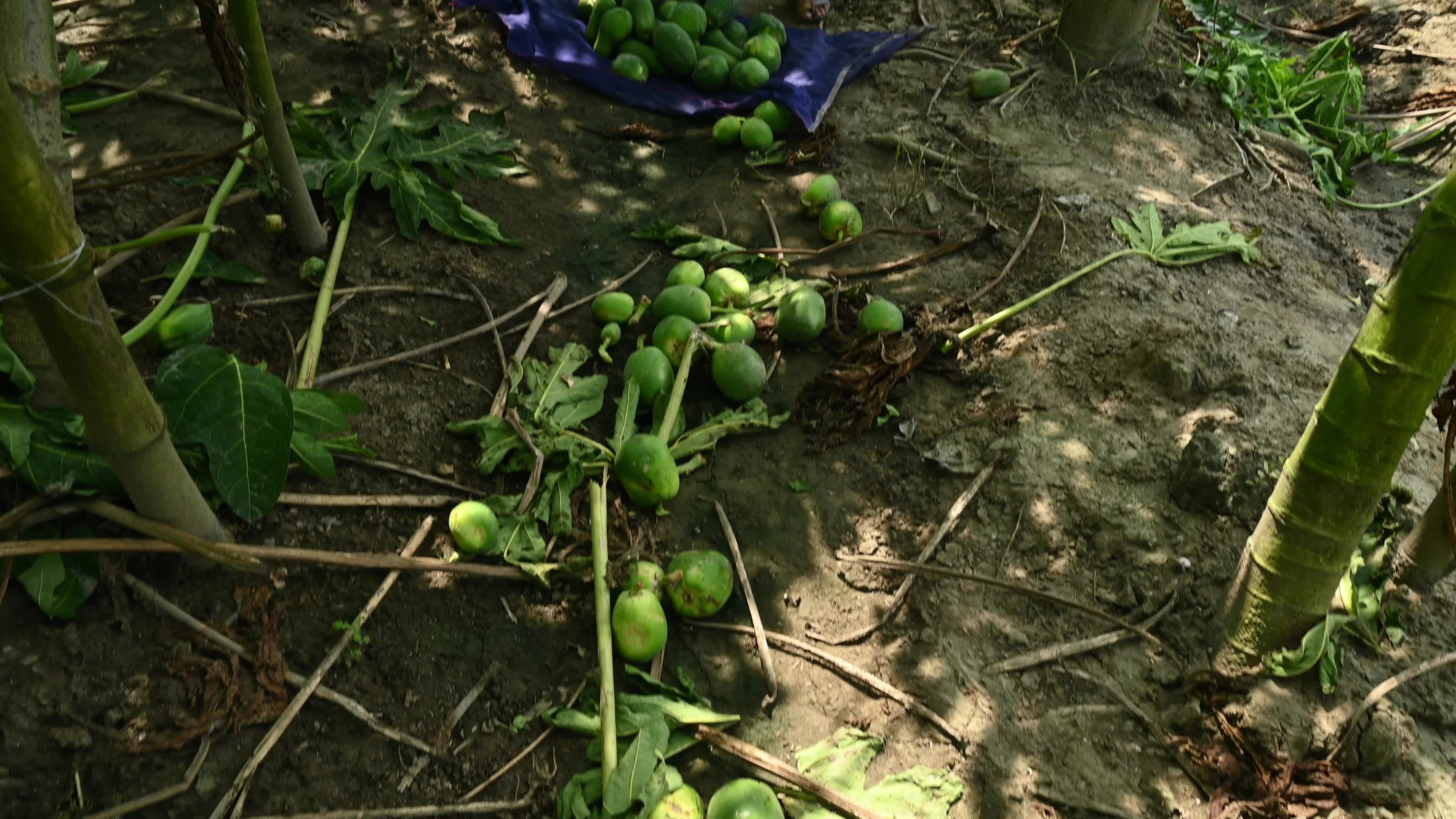 Papaya Cultivation in India - Carica Papaya - Papaya Ringspot Virus (PRSV)