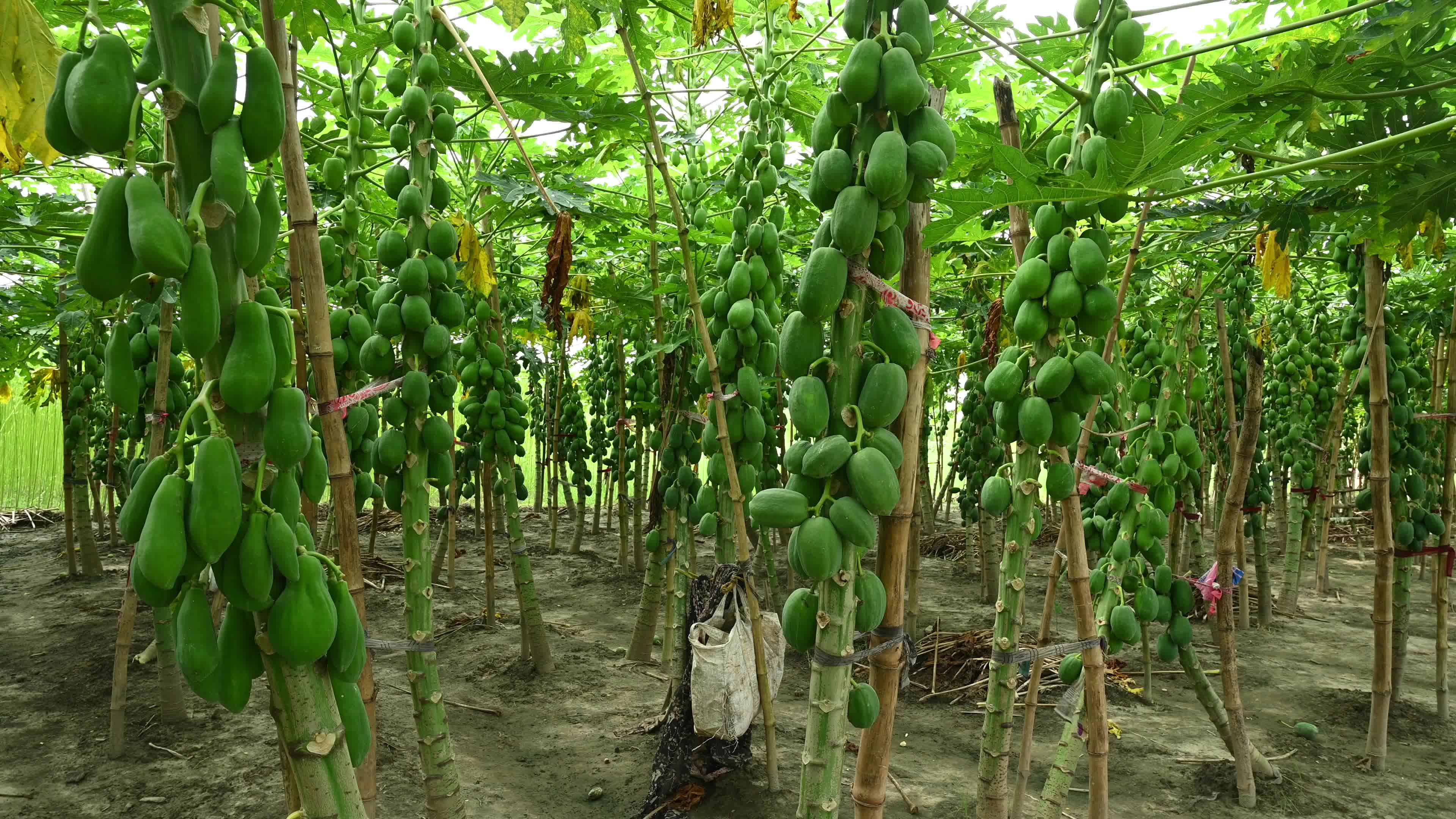 Papaya Cultivation in India - Carica Papaya - Papaya Ringspot Virus (PRSV)
