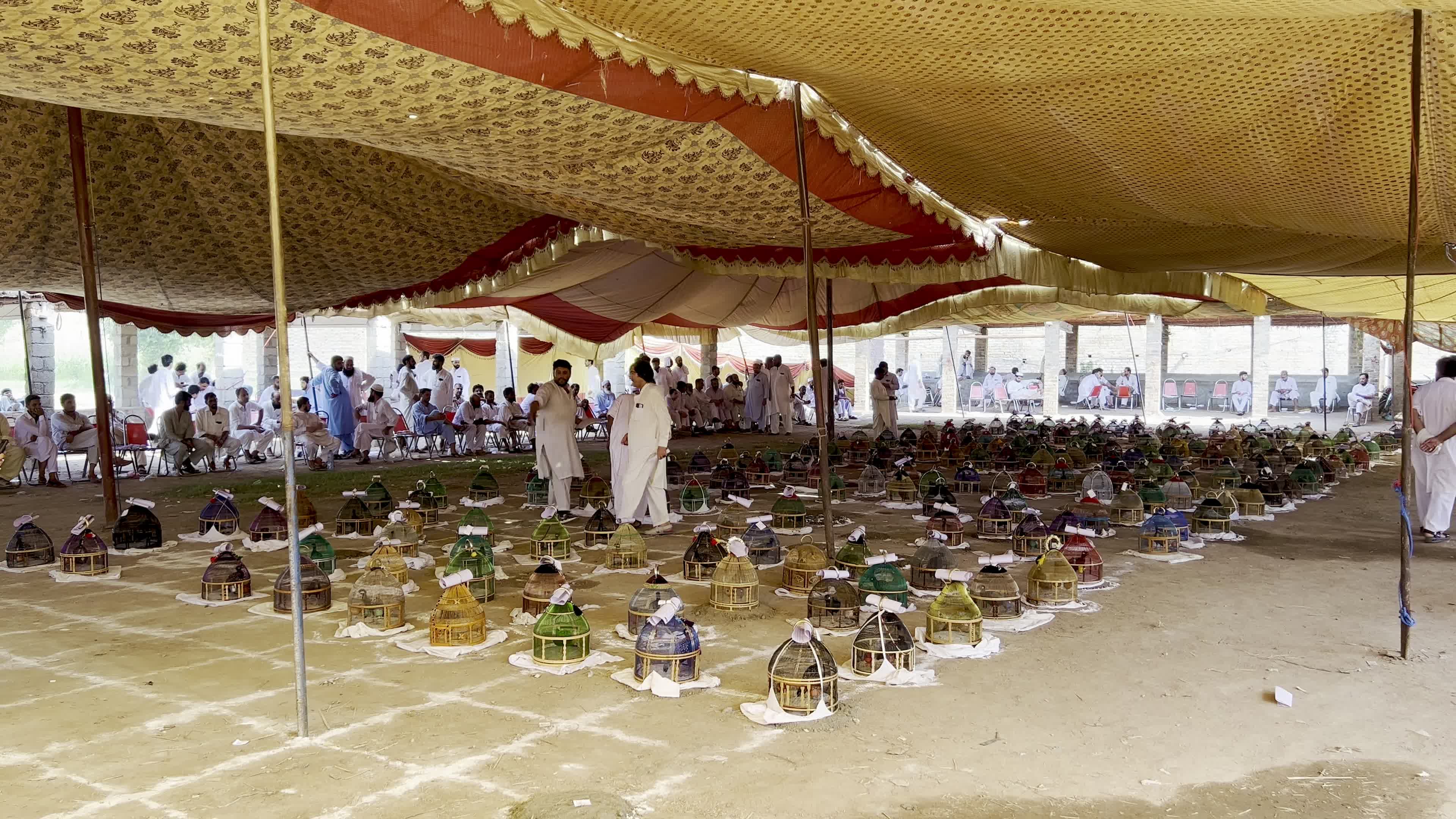 Black Partridge Singing Tournament Draws Bird Owners and Spectators in Peshawar