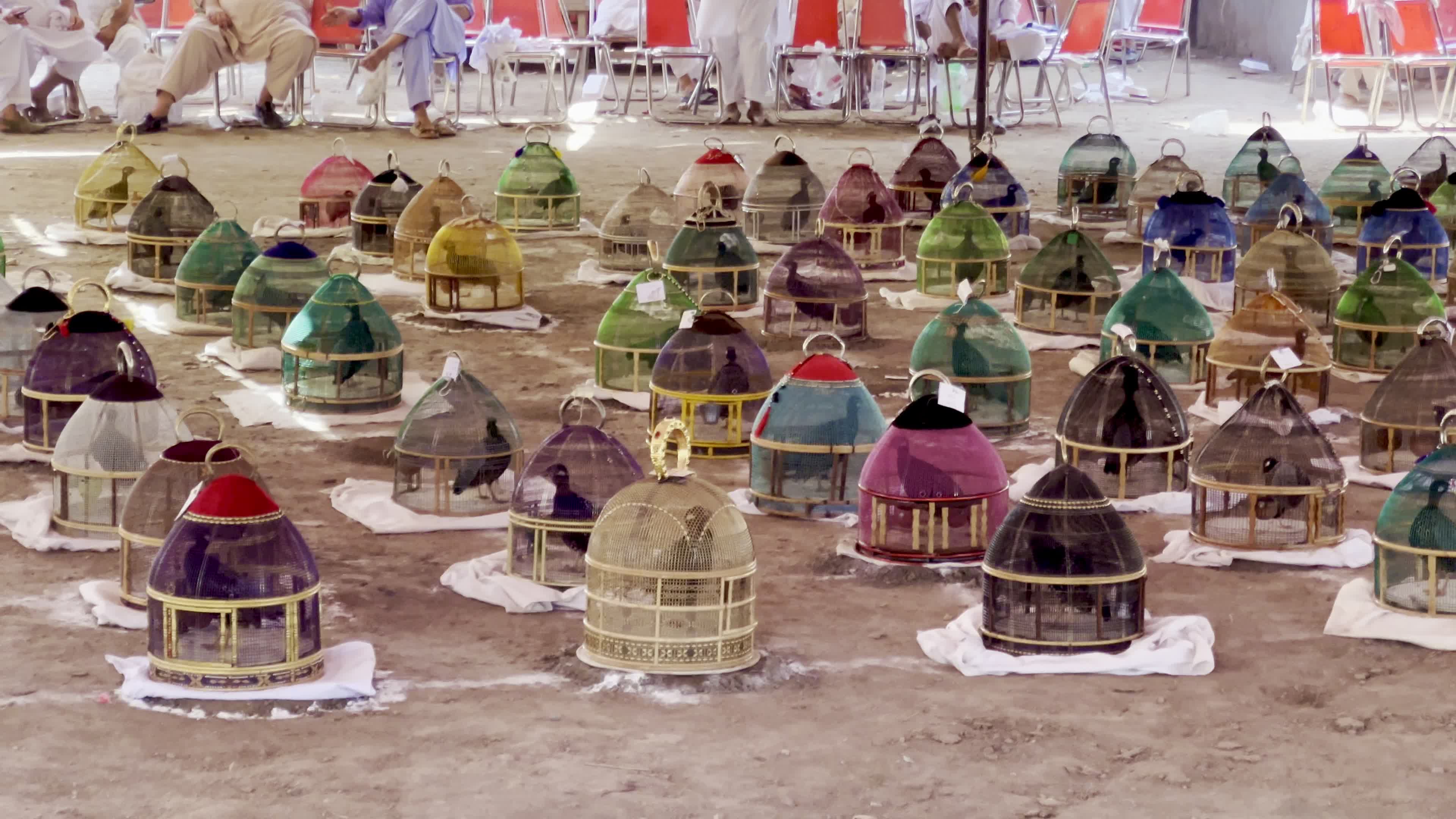 Black Partridge Singing Tournament Draws Bird Owners and Spectators in Peshawar