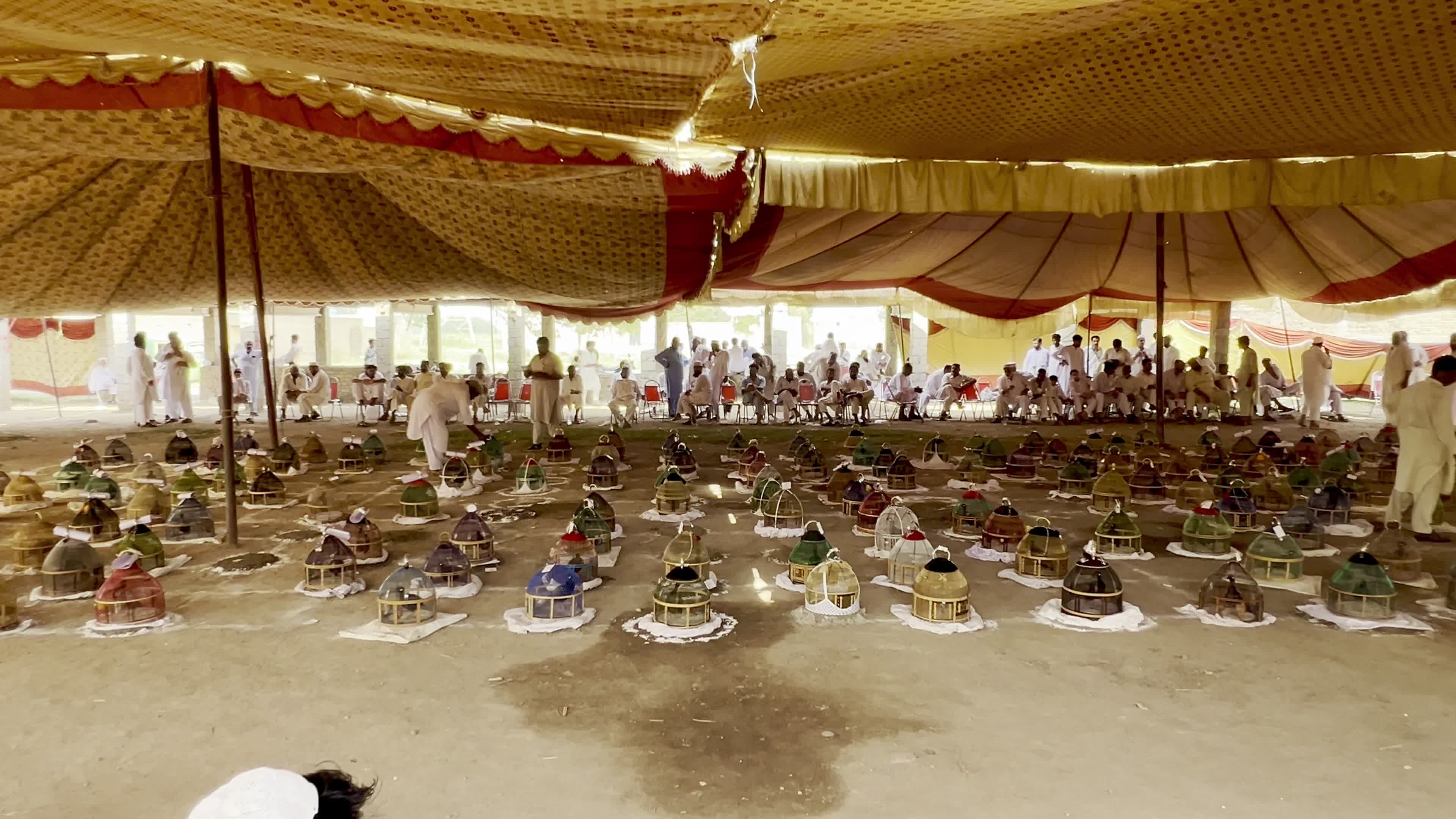 Black Partridge Singing Tournament Draws Bird Owners and Spectators in Peshawar