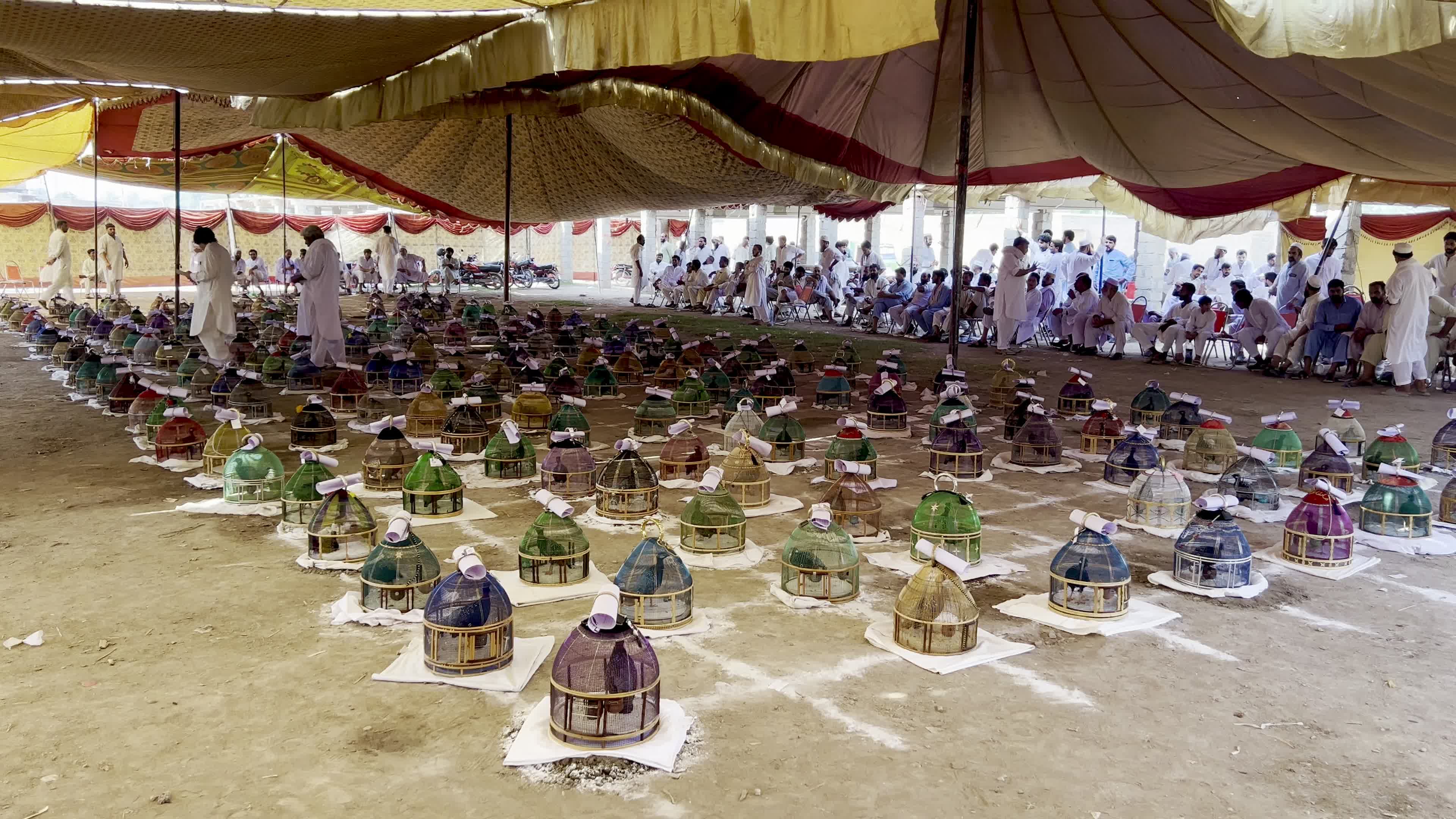 Black Partridge Singing Tournament Draws Bird Owners and Spectators in Peshawar