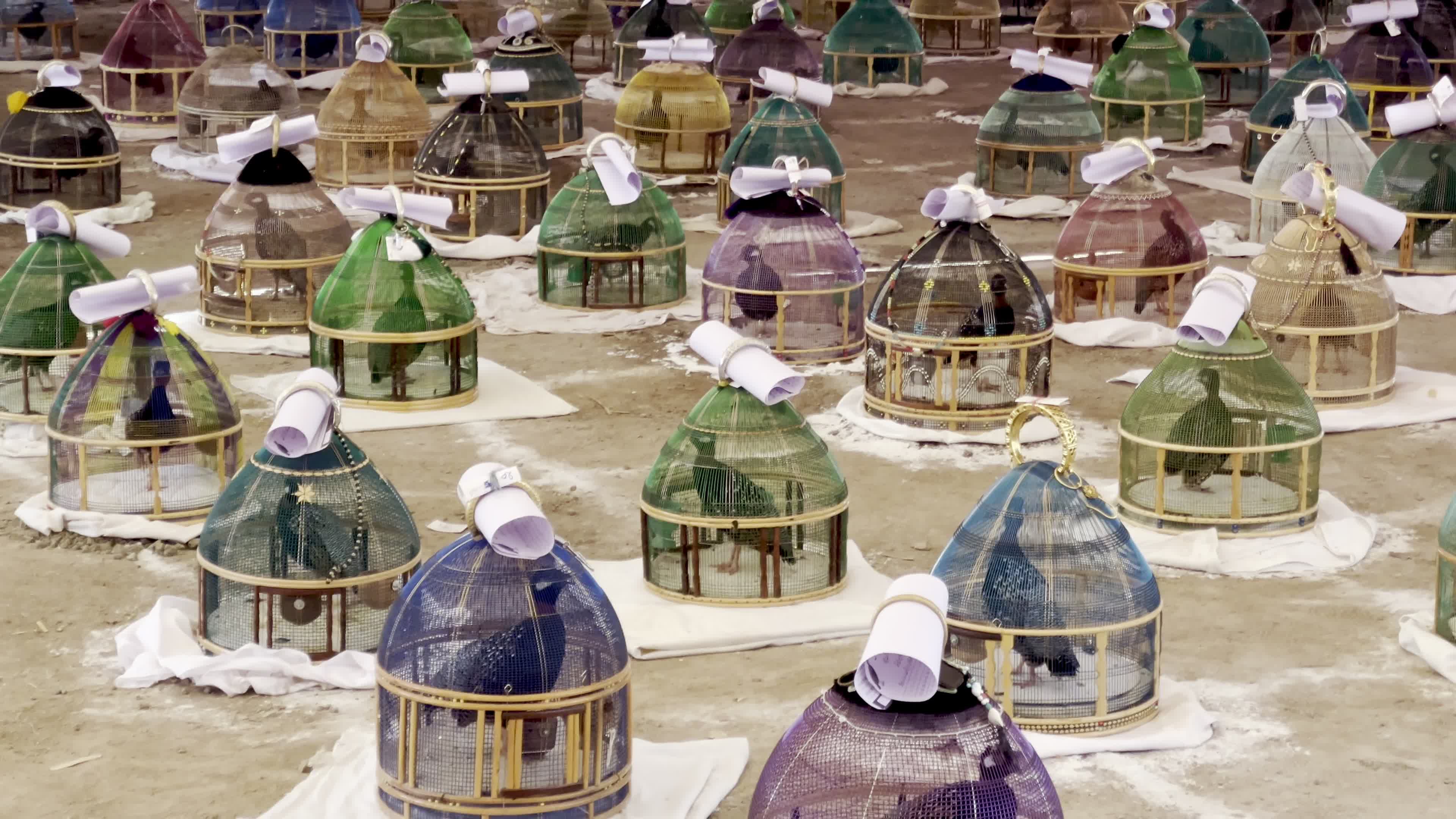 Black Partridge Singing Tournament Draws Bird Owners and Spectators in Peshawar