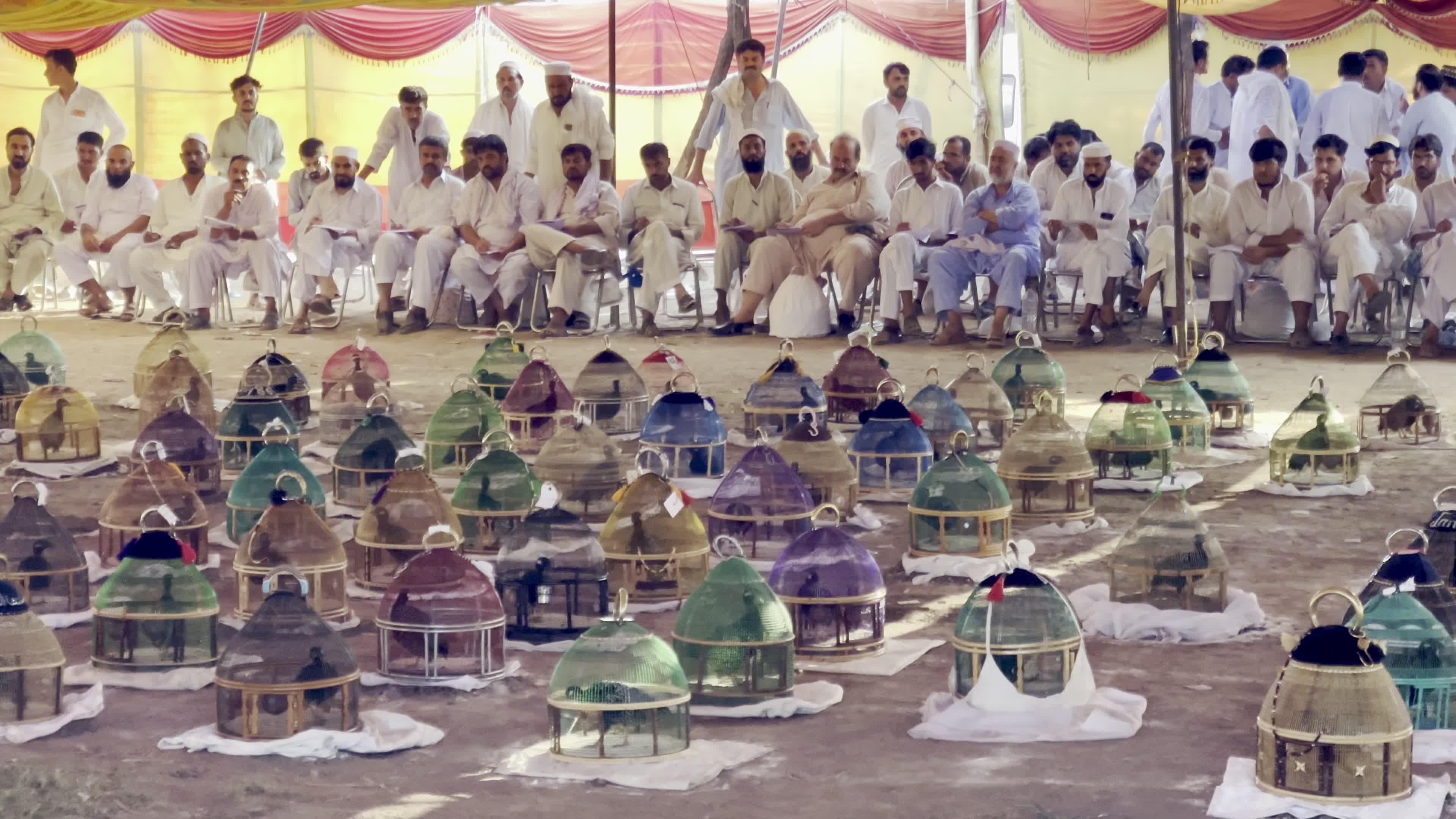 Black Partridge Singing Tournament Draws Bird Owners and Spectators in Peshawar
