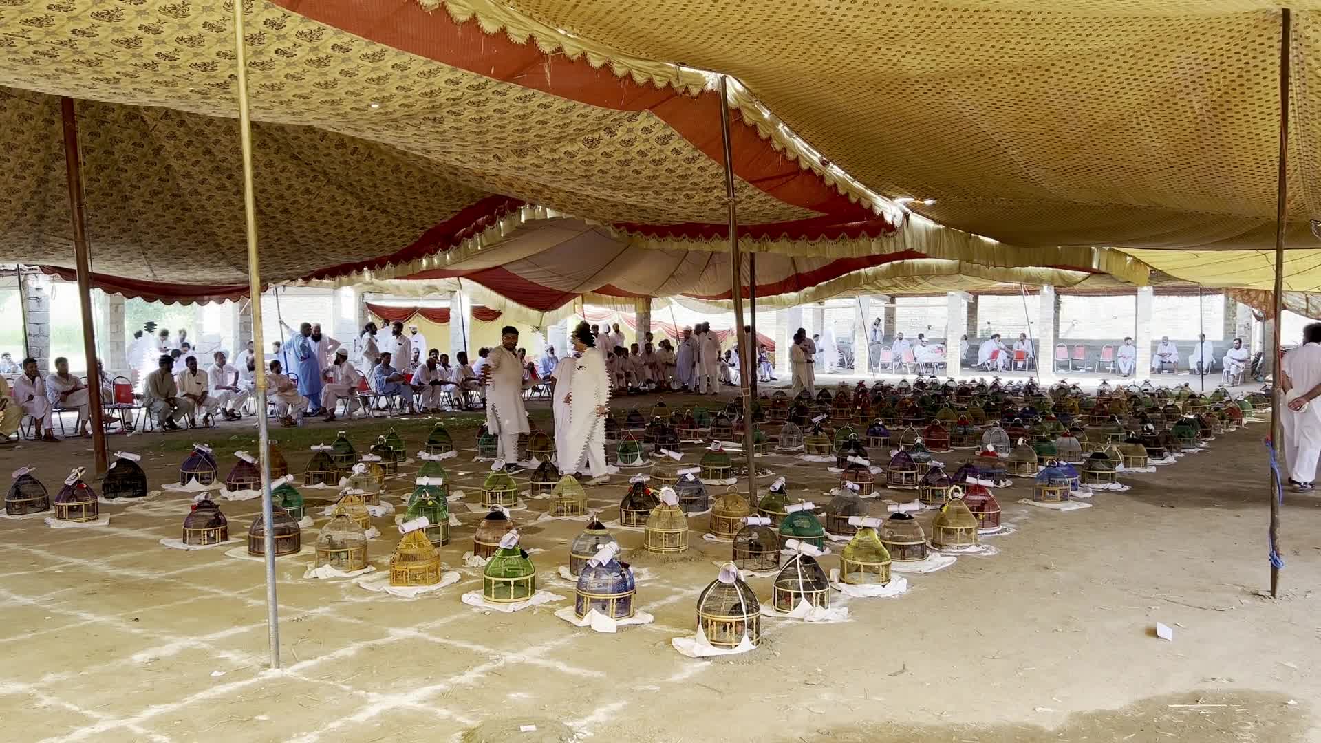Black Partridge Singing Tournament Draws Bird Owners and Spectators in Peshawar - 08/31/2026