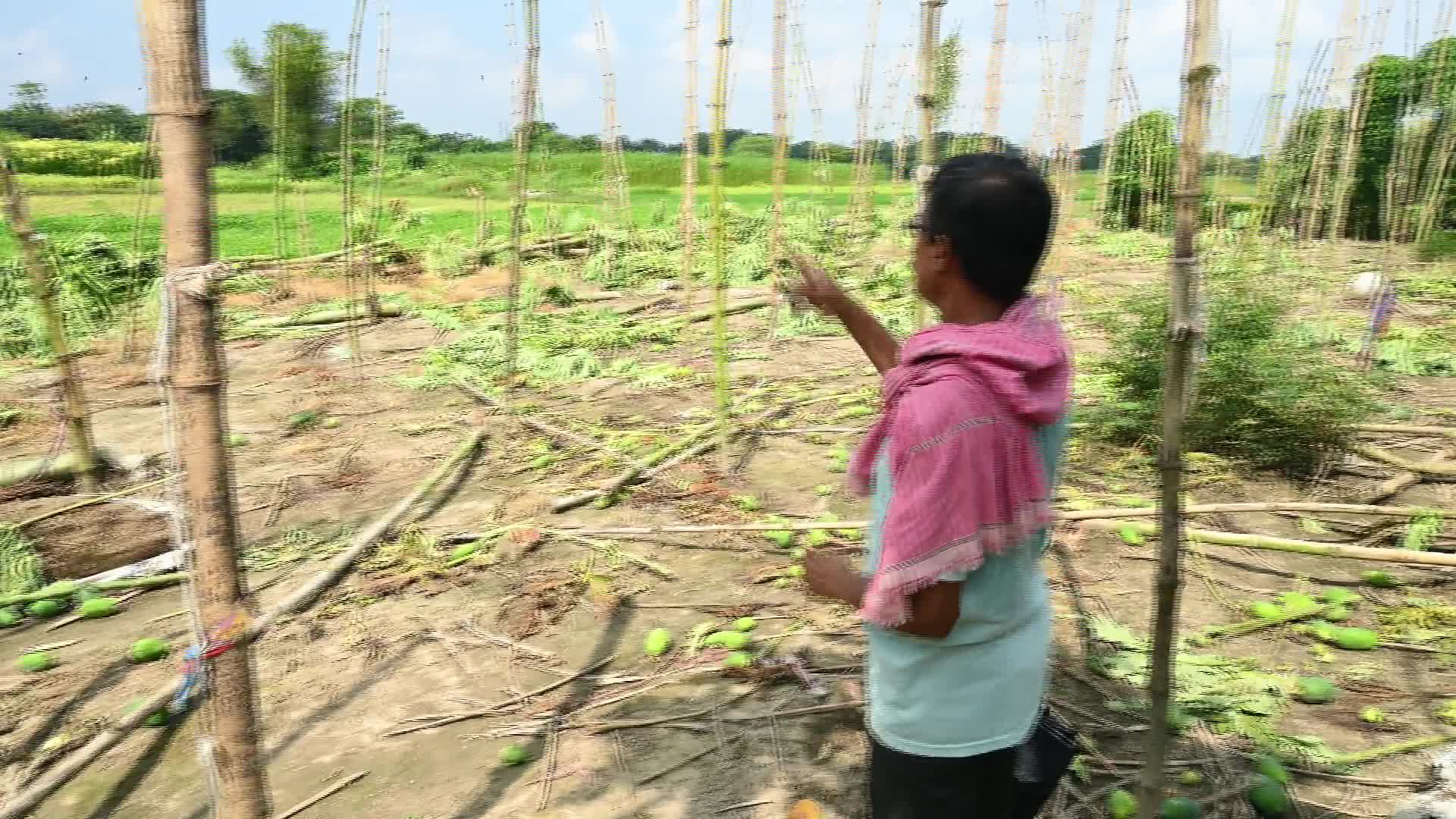 Papaya Cultivation in India - Carica Papaya - Papaya Ringspot Virus (PRSV) - 08/27/2026