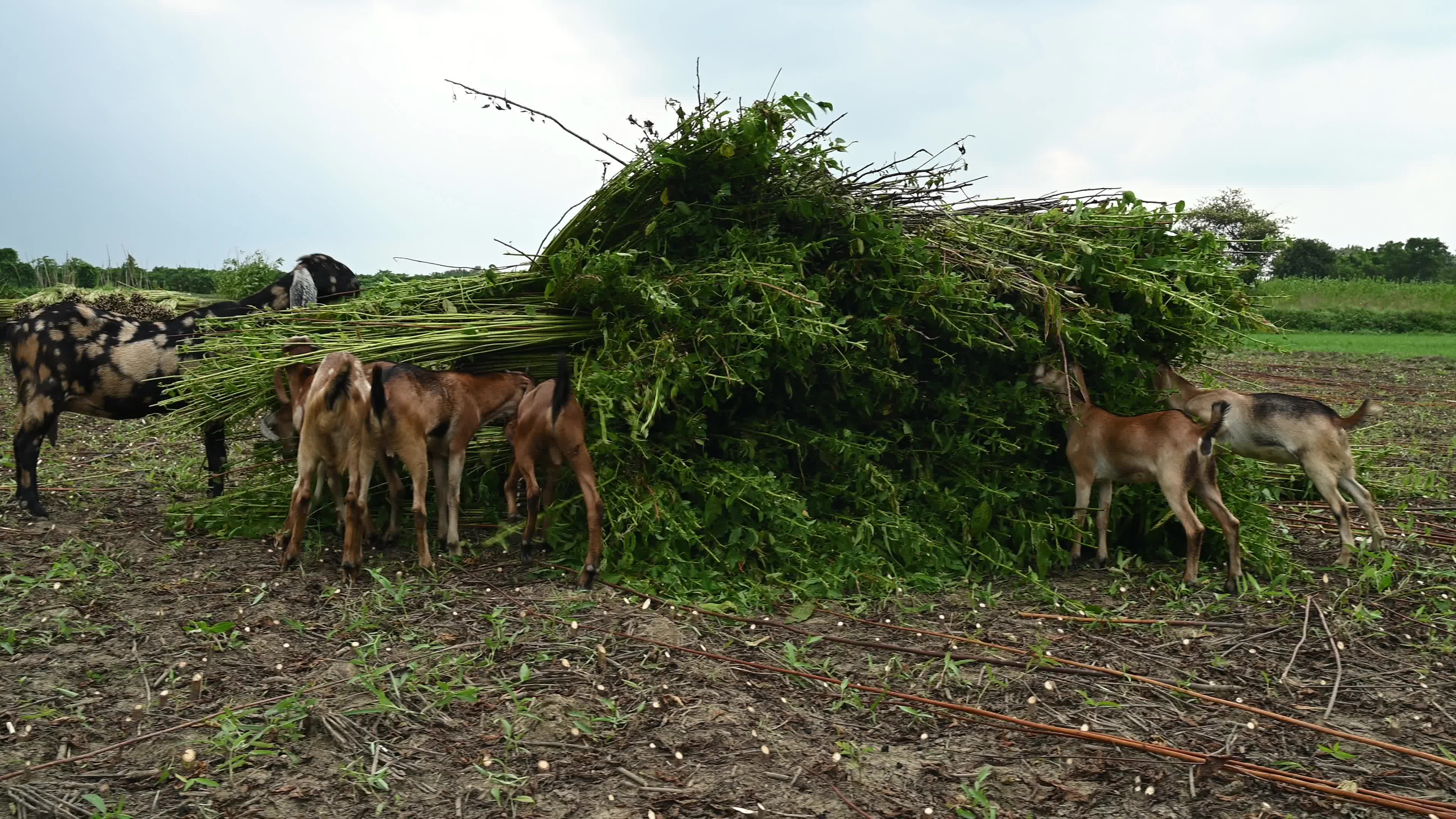 Livestock Rearing In India - Animal Husbandry
