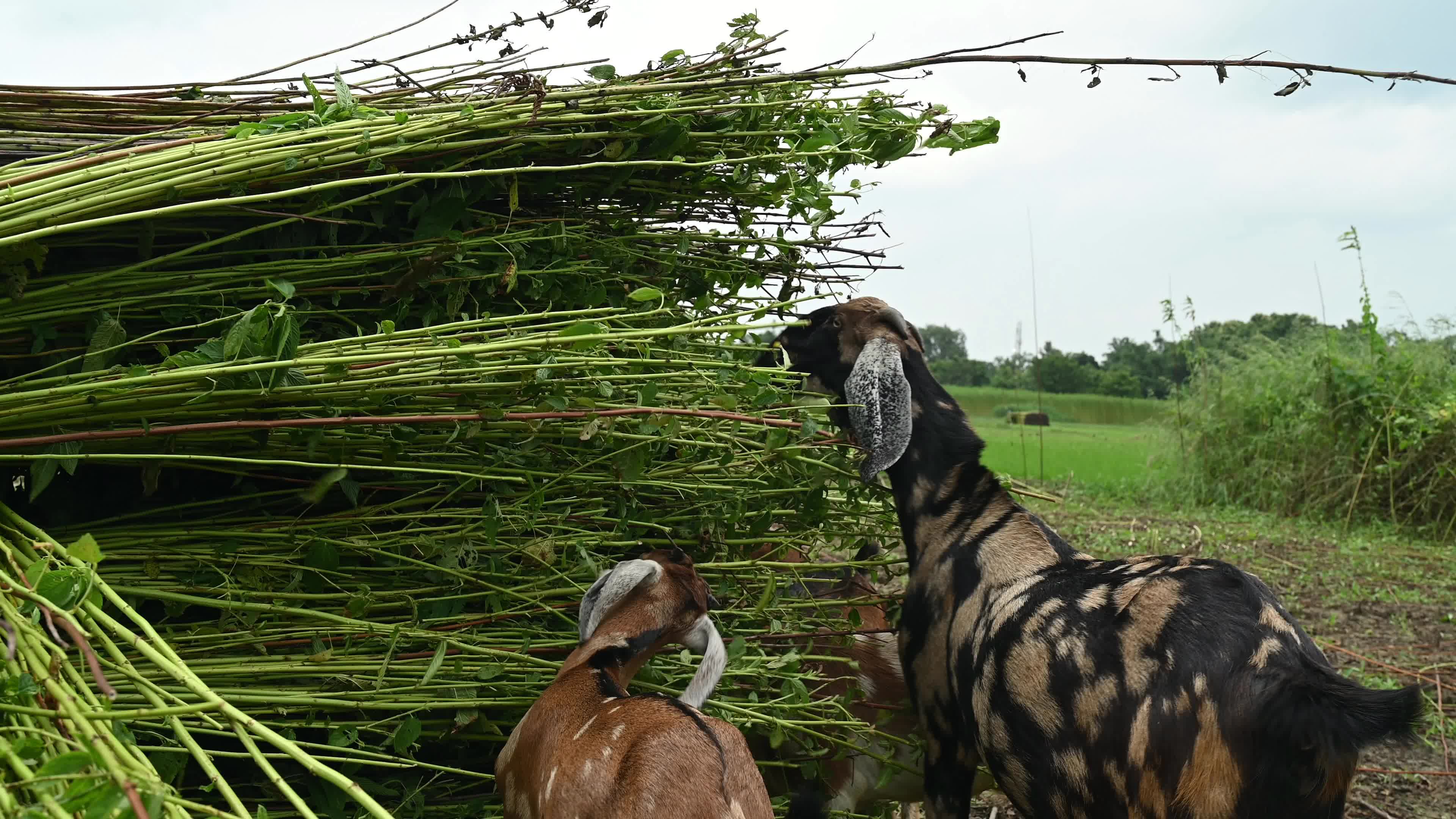 Livestock Rearing In India - Animal Husbandry
