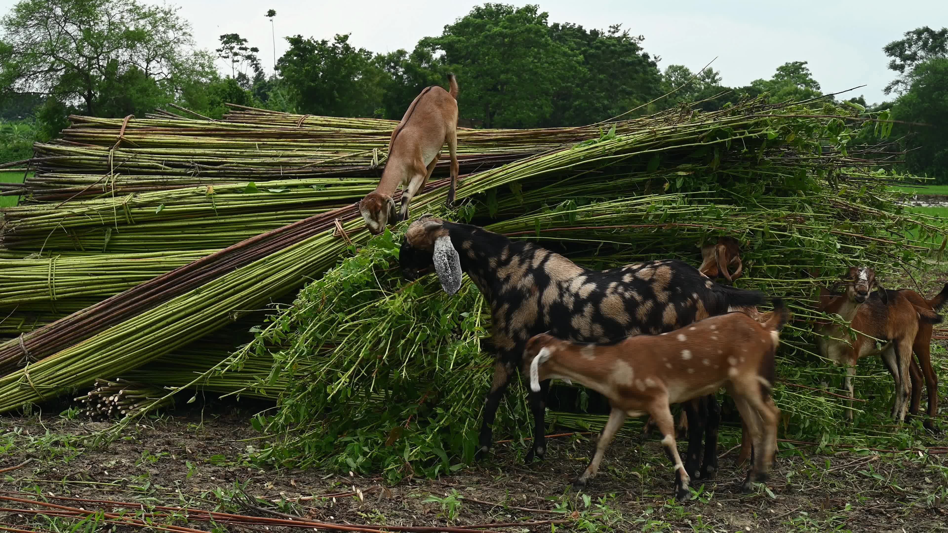 Livestock Rearing In India - Animal Husbandry