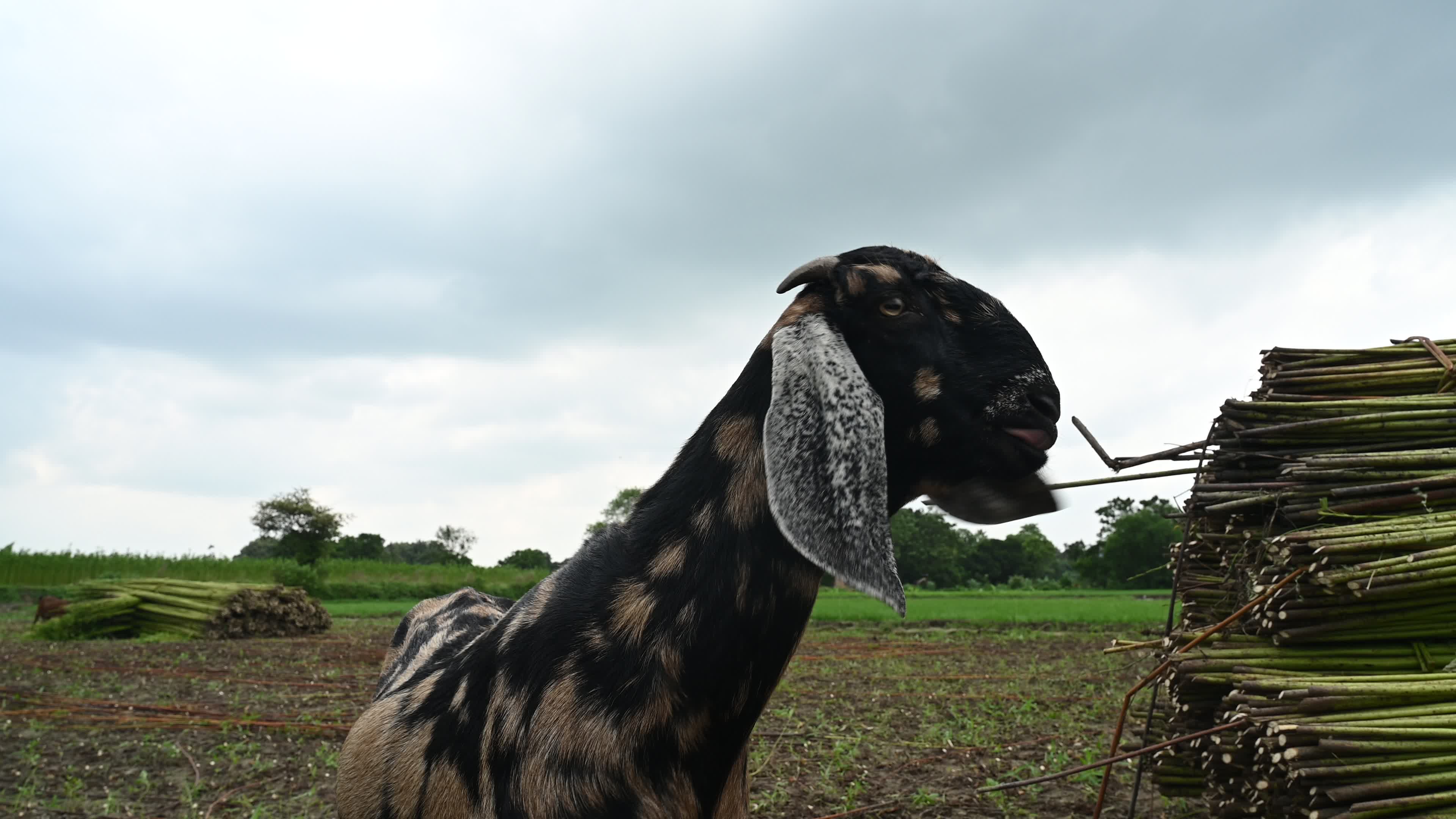 Livestock Rearing In India - Animal Husbandry