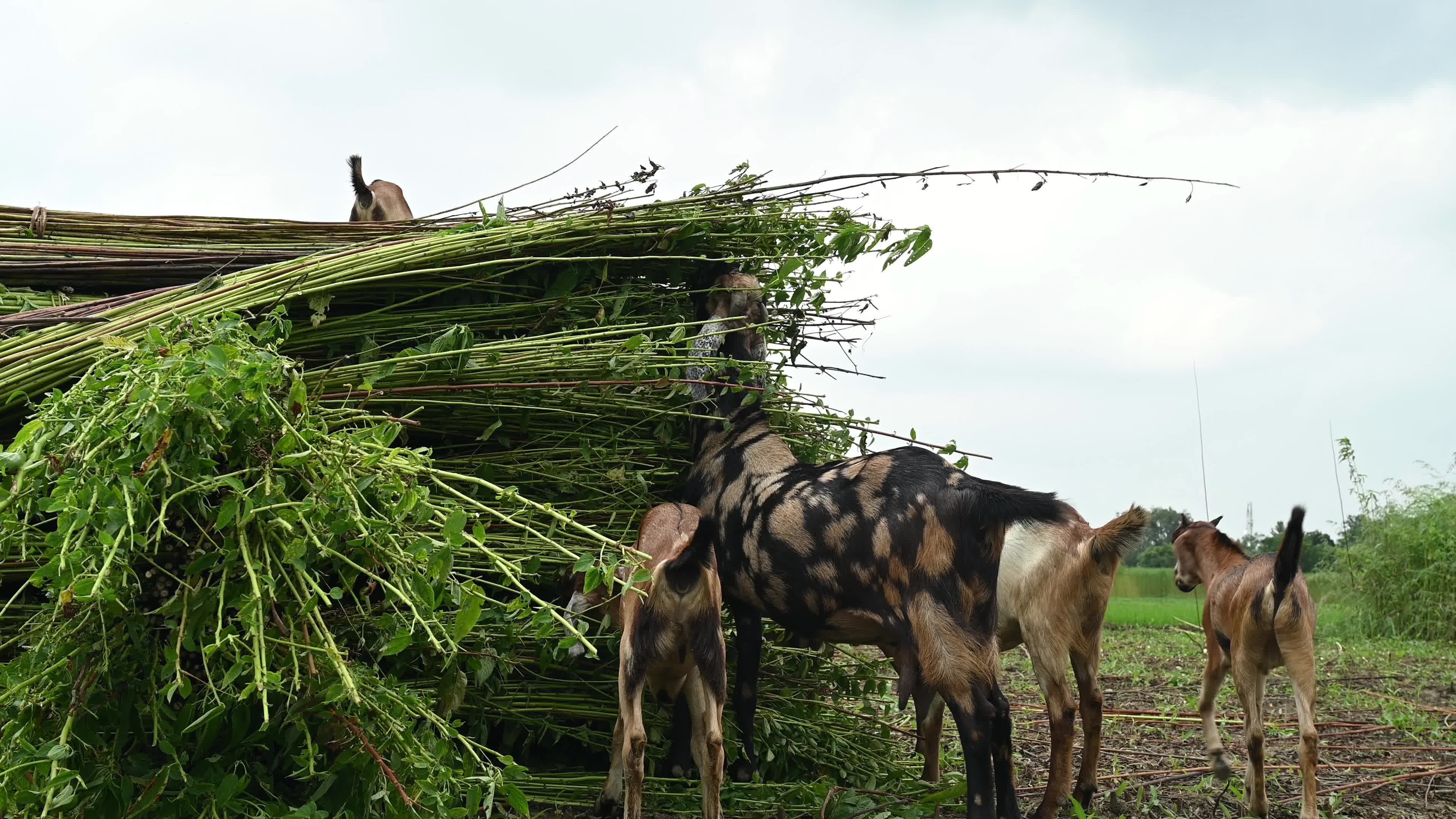 Livestock Rearing In India - Animal Husbandry
