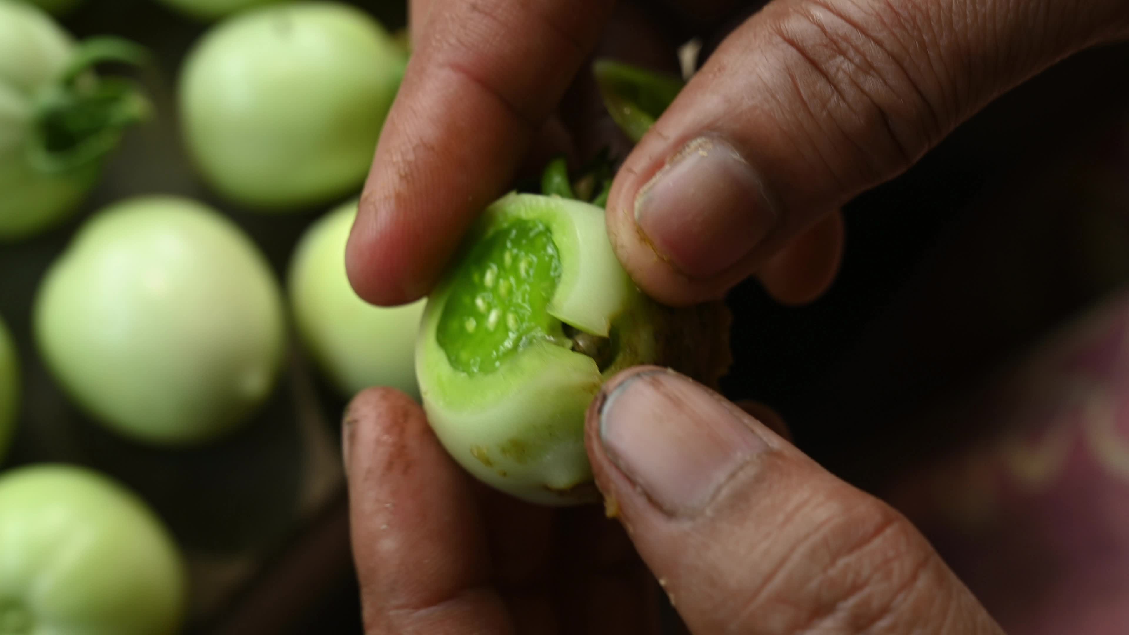 Pest Of Tomato - Tobacco Cutworm - Agricultural Pest