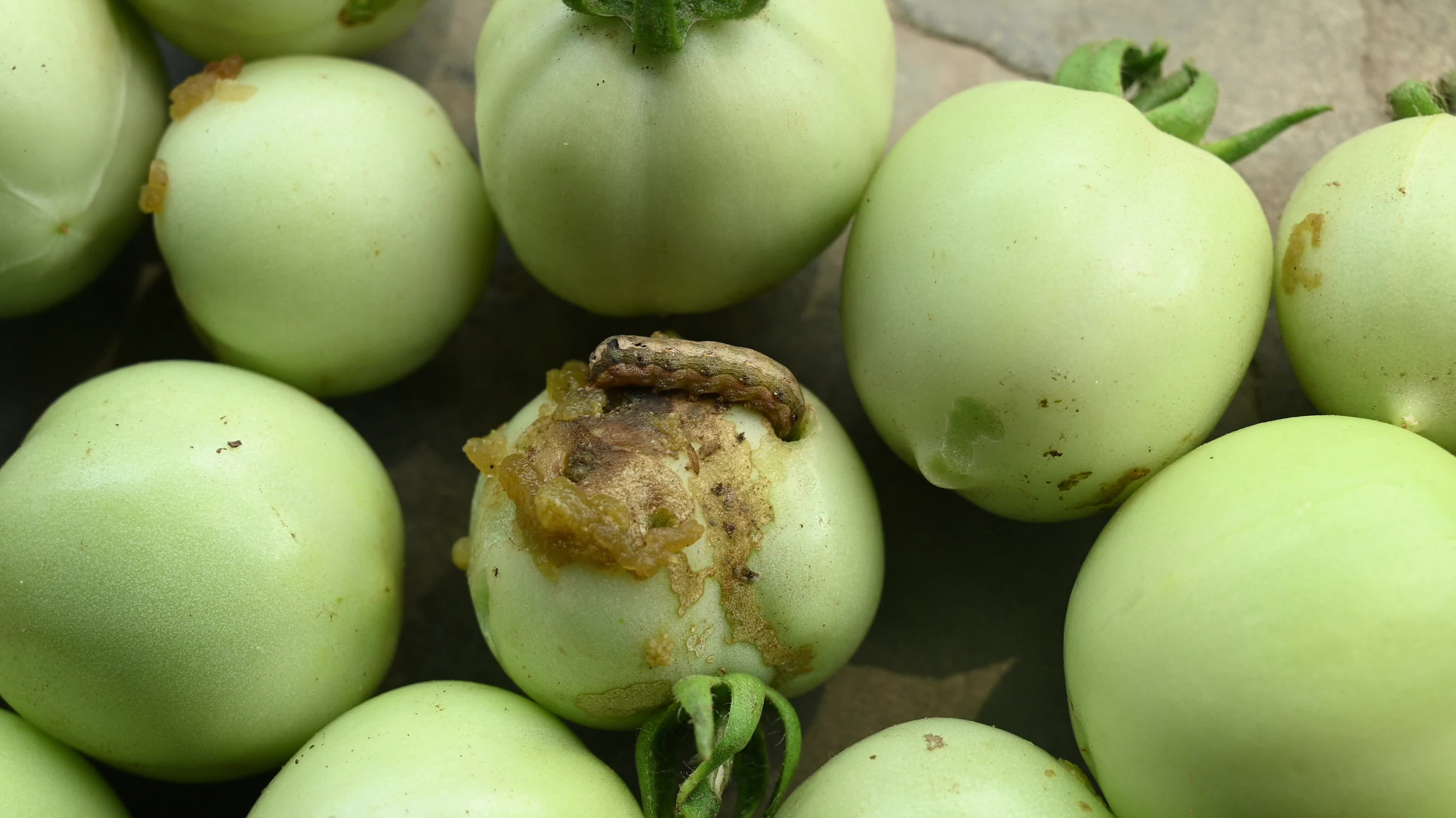Pest Of Tomato - Tobacco Cutworm - Agricultural Pest