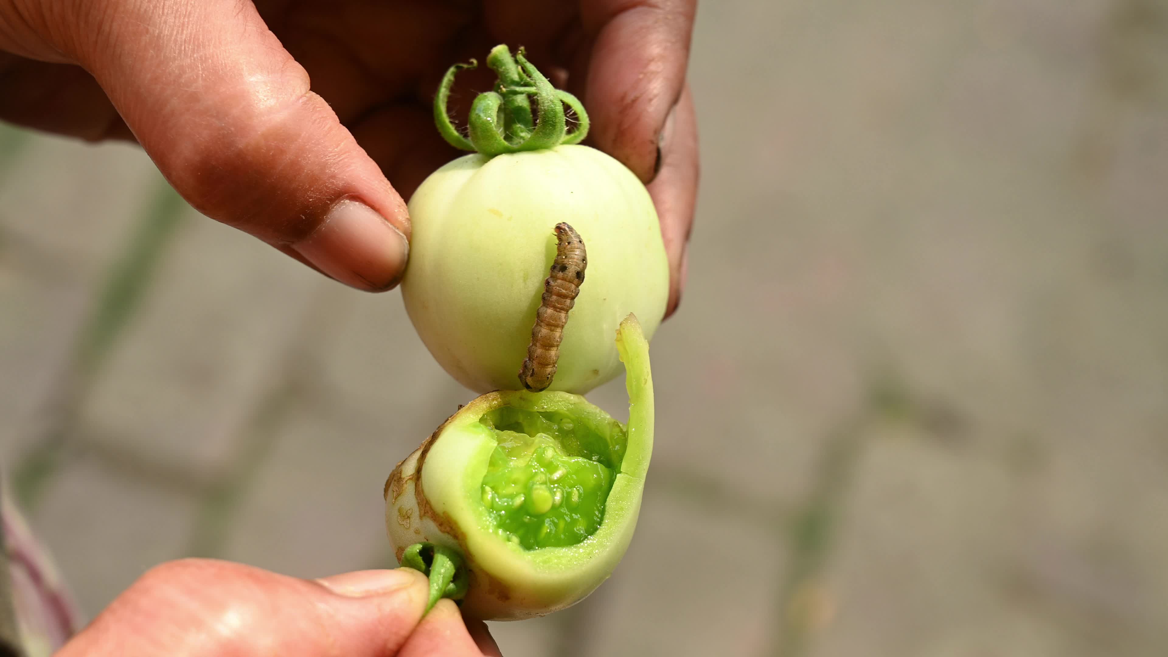 Pest Of Tomato - Tobacco Cutworm - Agricultural Pest