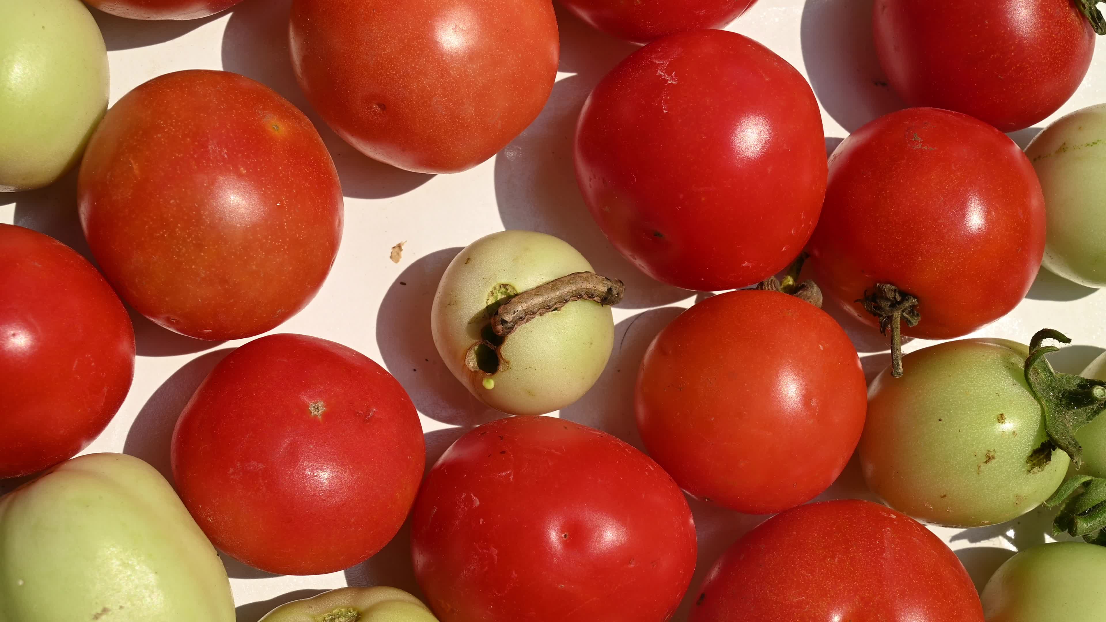 Pest Of Tomato - Tobacco Cutworm - Agricultural Pest