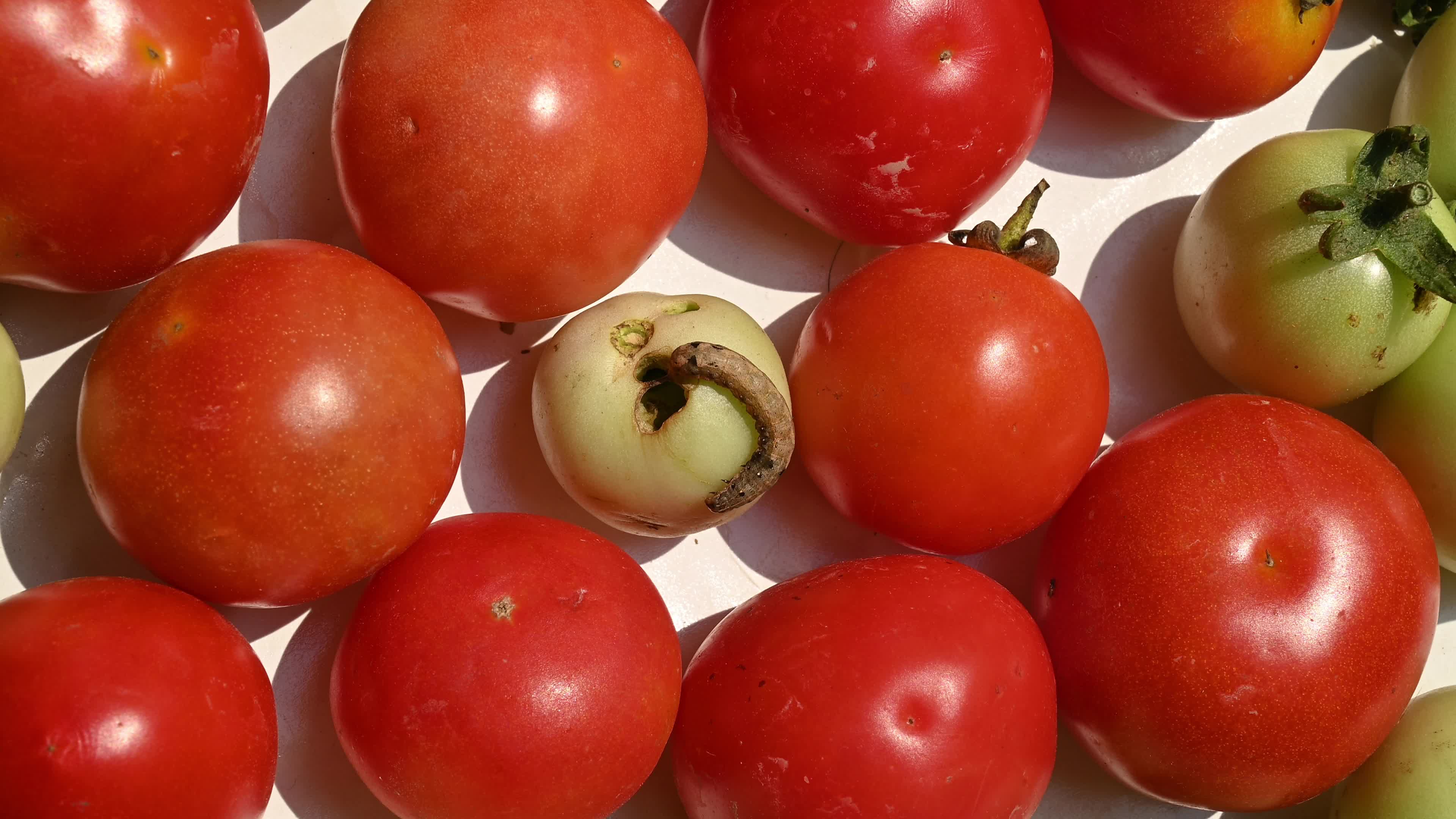 Pest Of Tomato - Tobacco Cutworm - Agricultural Pest