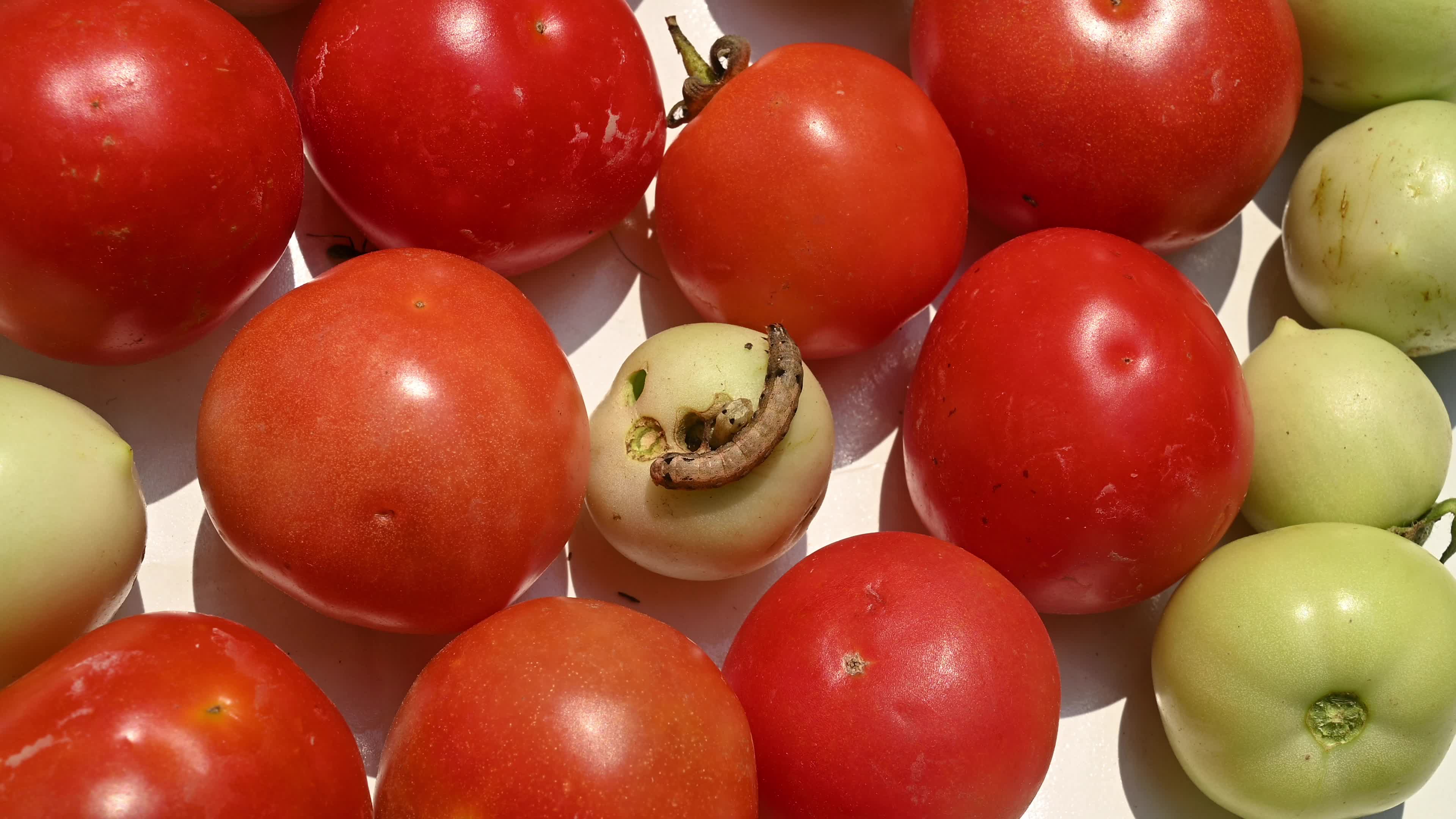 Pest Of Tomato - Tobacco Cutworm - Agricultural Pest