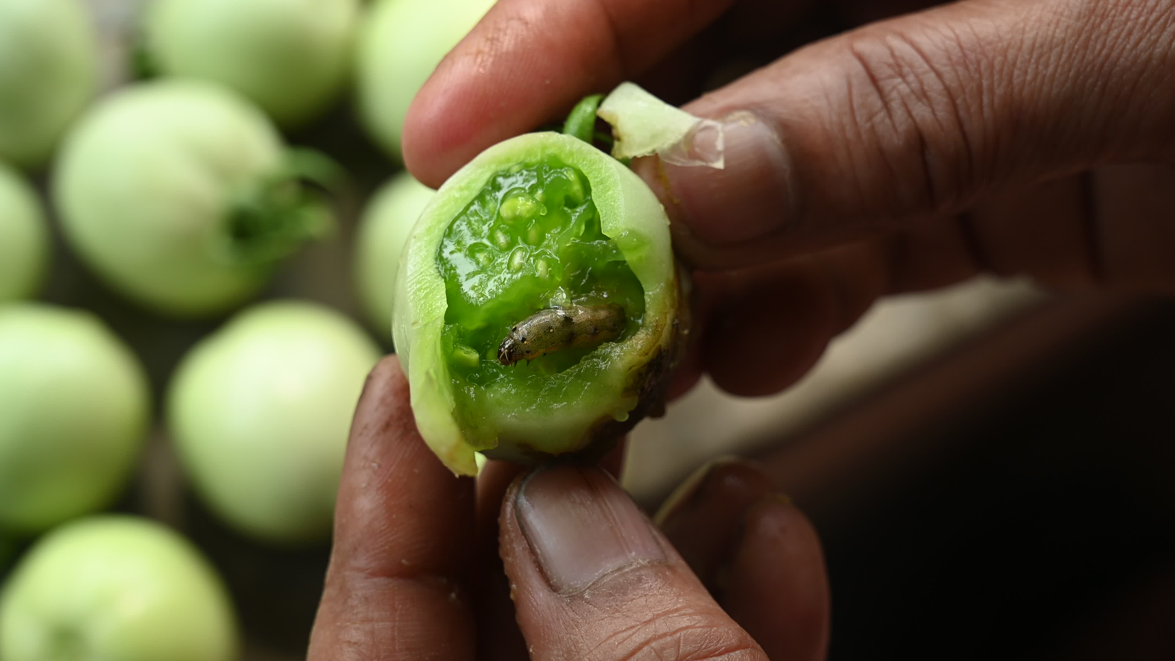 Pest Of Tomato - Tobacco Cutworm - Agricultural Pest