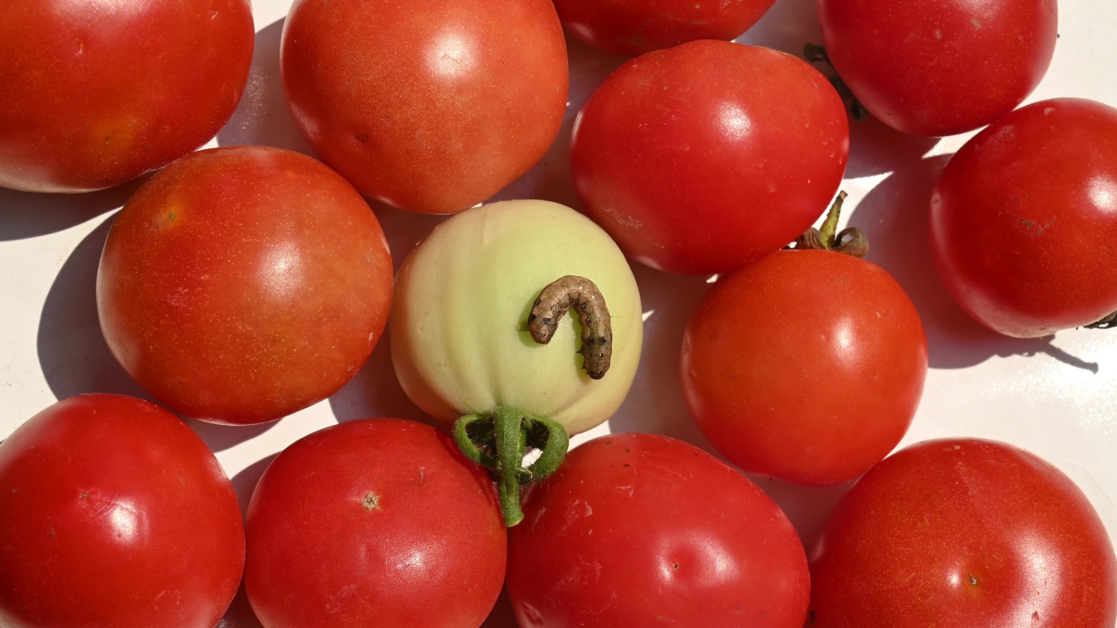 Pest Of Tomato - Tobacco Cutworm - Agricultural Pest
