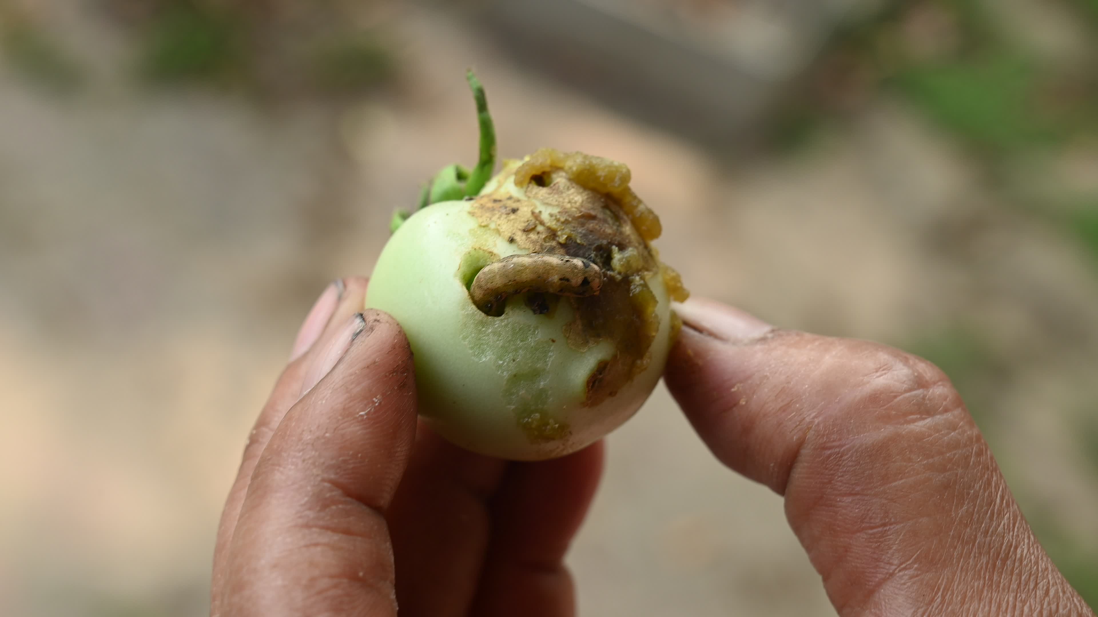 Pest Of Tomato - Tobacco Cutworm - Agricultural Pest