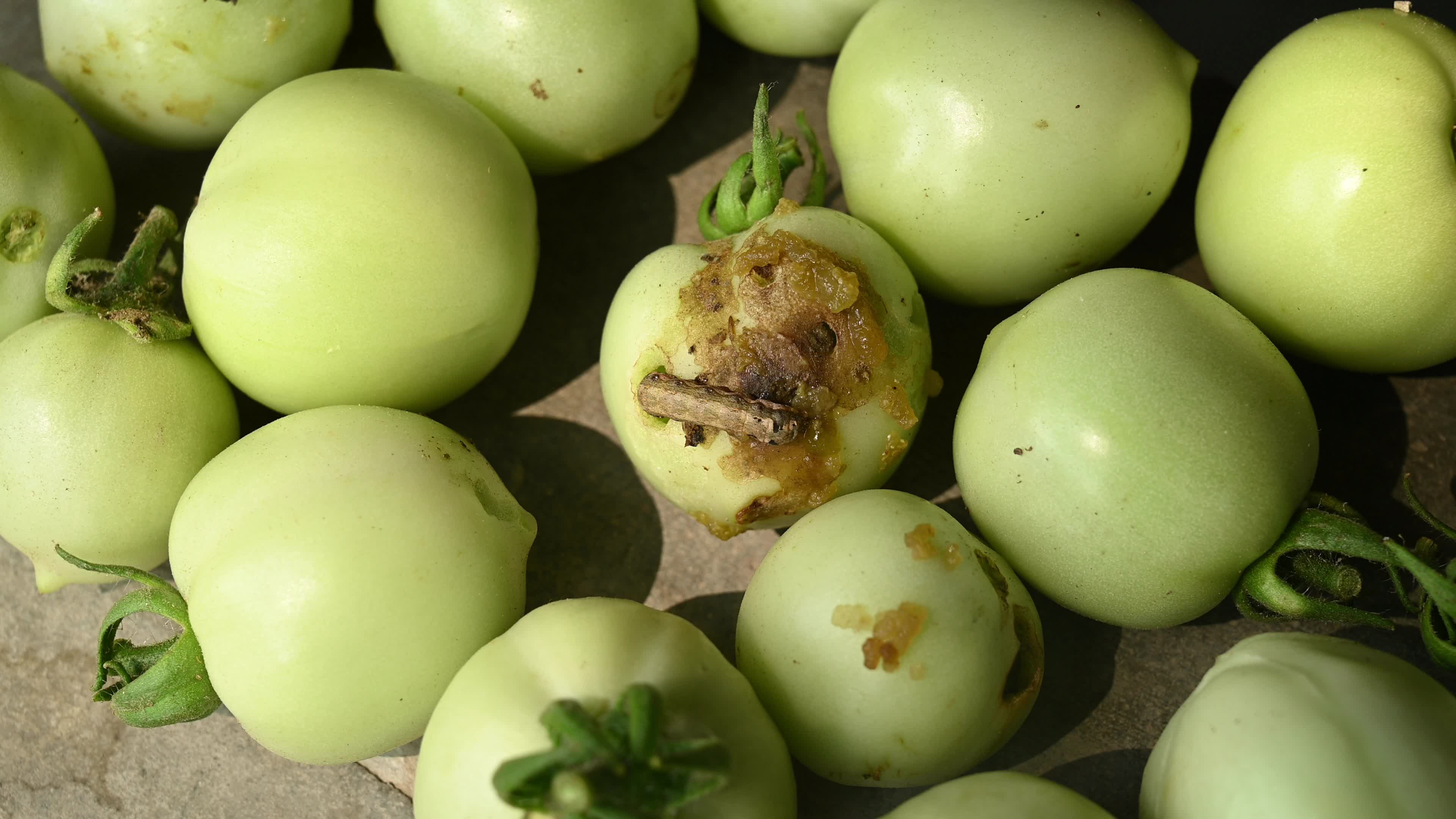 Pest Of Tomato - Tobacco Cutworm - Agricultural Pest