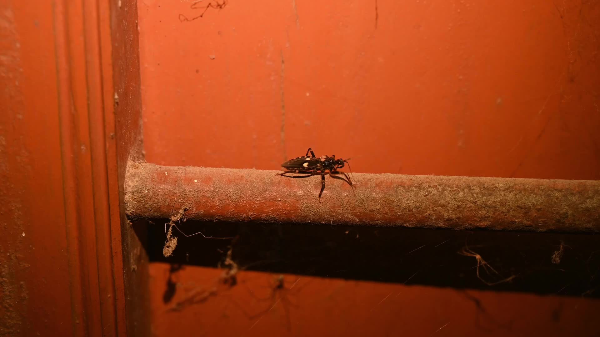 Reduviidae - Assassin bugs