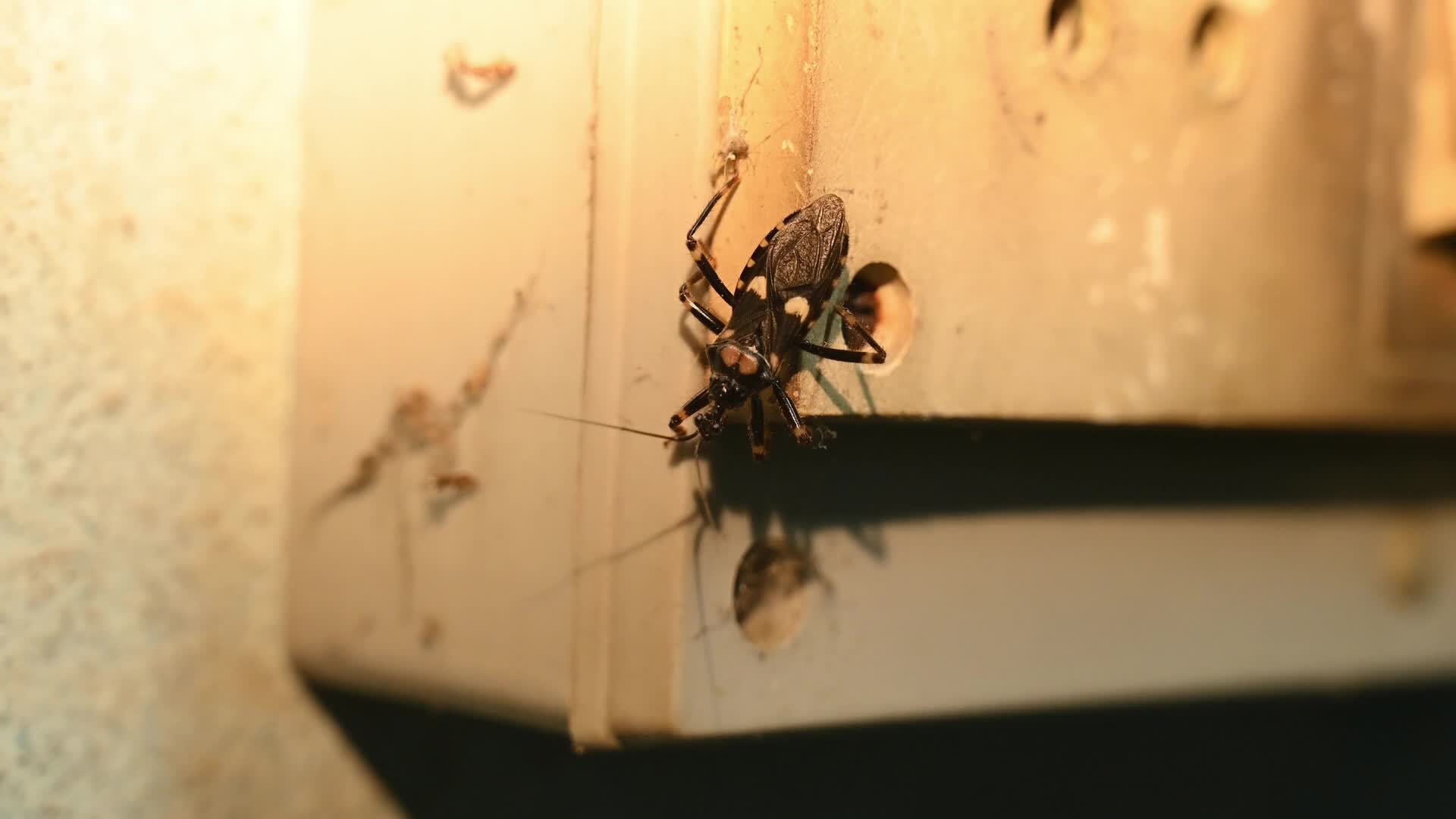 Reduviidae - Assassin bugs -  Behavior & Ecology - Animal India
