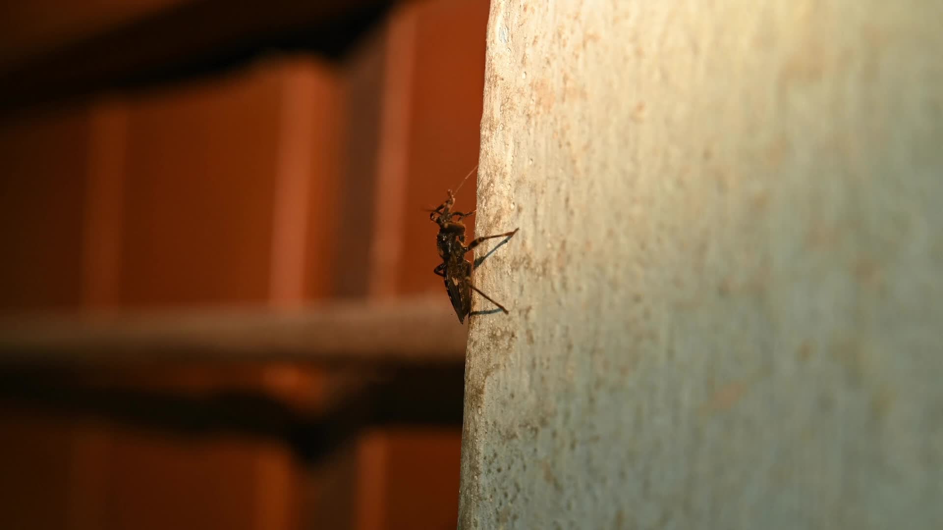 Reduviidae - Assassin bugs -  Behavior & Ecology - Animal India