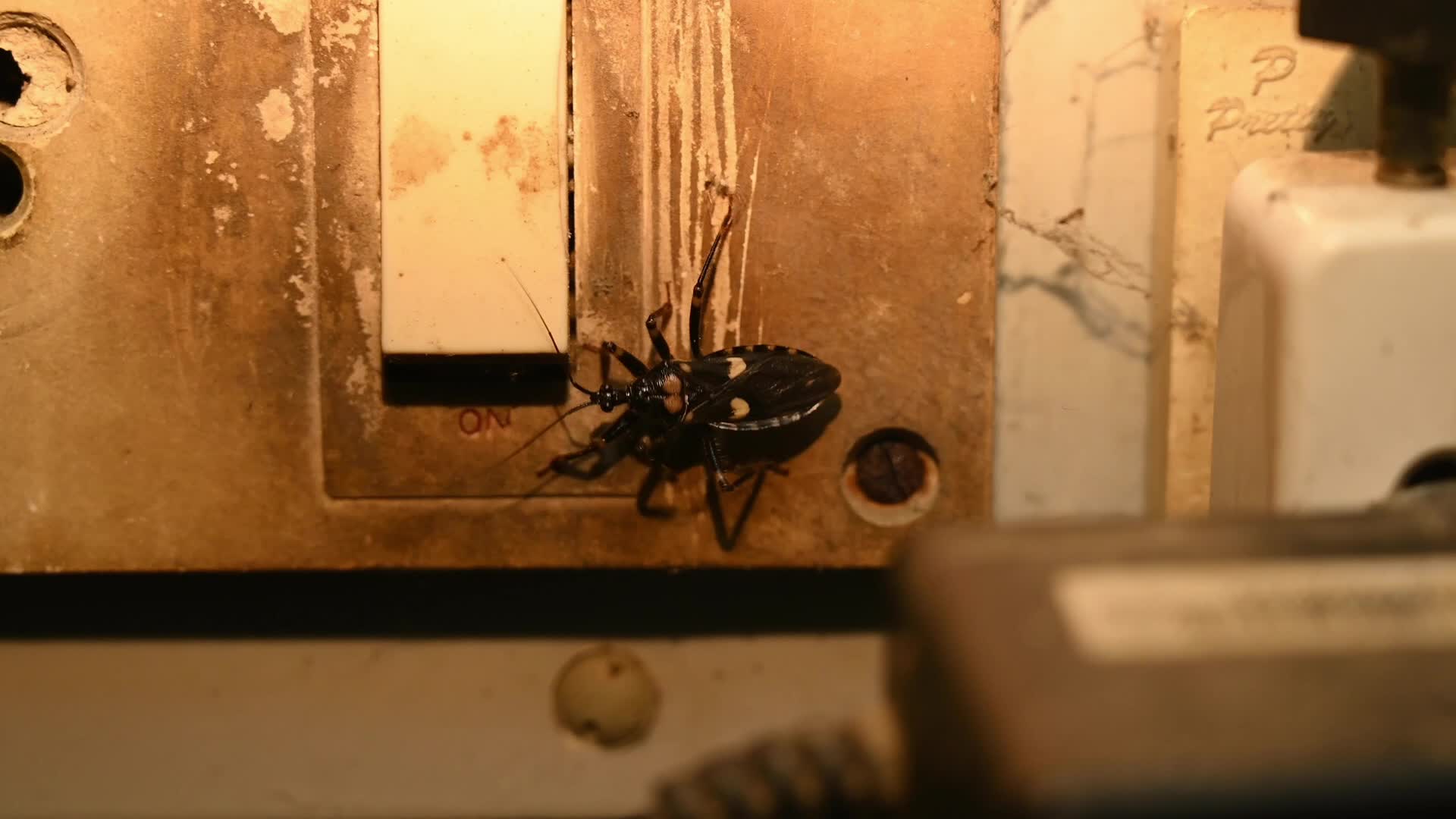 Reduviidae - Assassin bugs -  Behavior & Ecology - Animal India