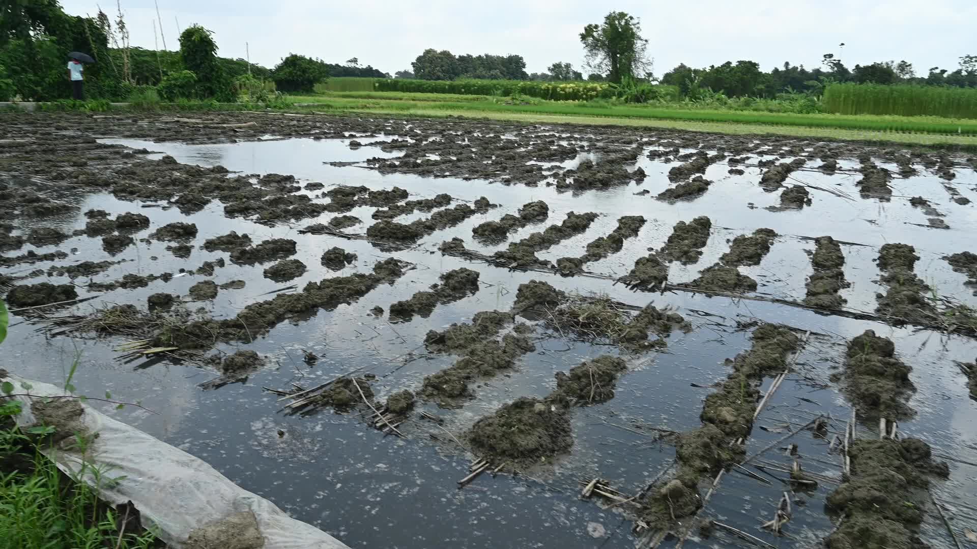 Jute Cultivation in India - El Niño effect delays jute retting processes - Temporary Ponds
