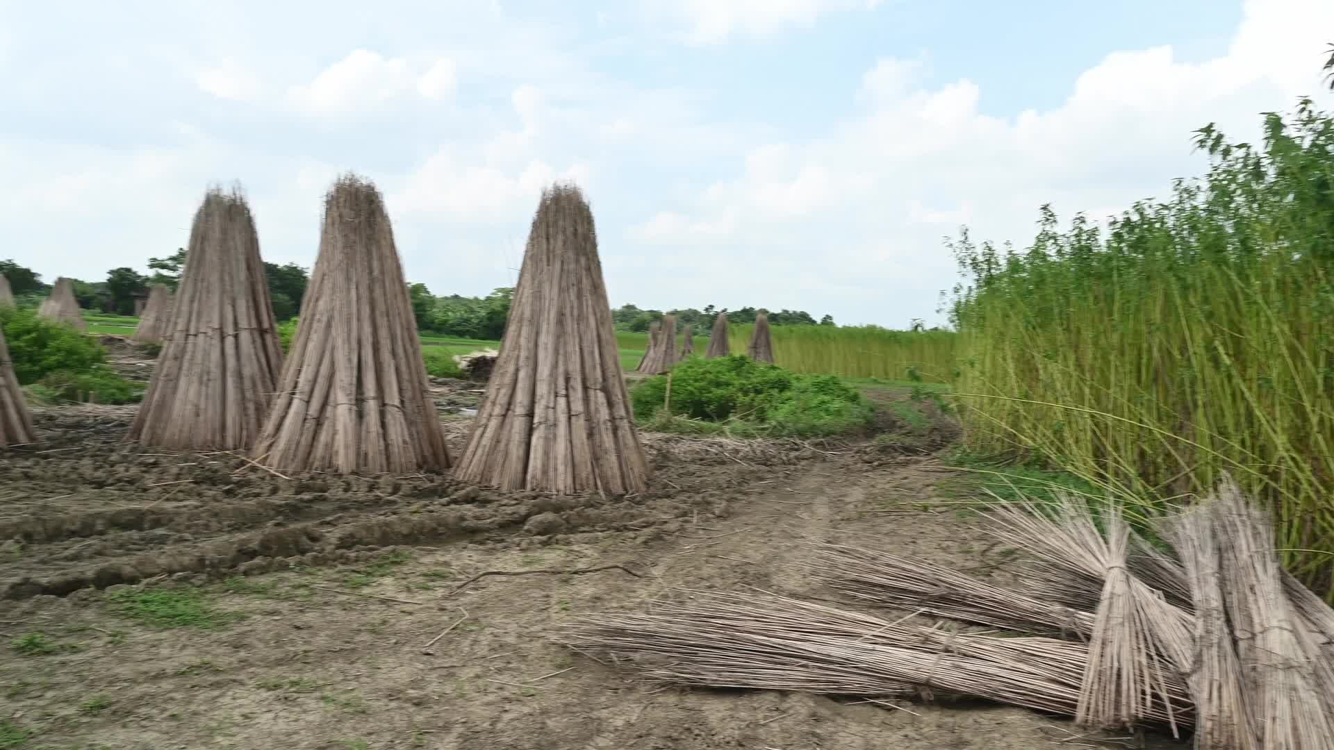 Jute Cultivation in India - El Niño effect delays jute retting processes - Temporary Ponds
