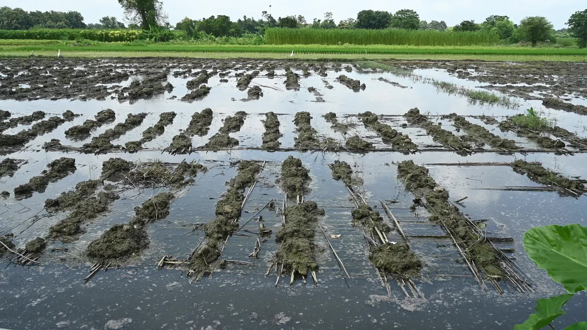 Jute Cultivation in India - El Niño effect delays jute retting processes - Temporary Ponds