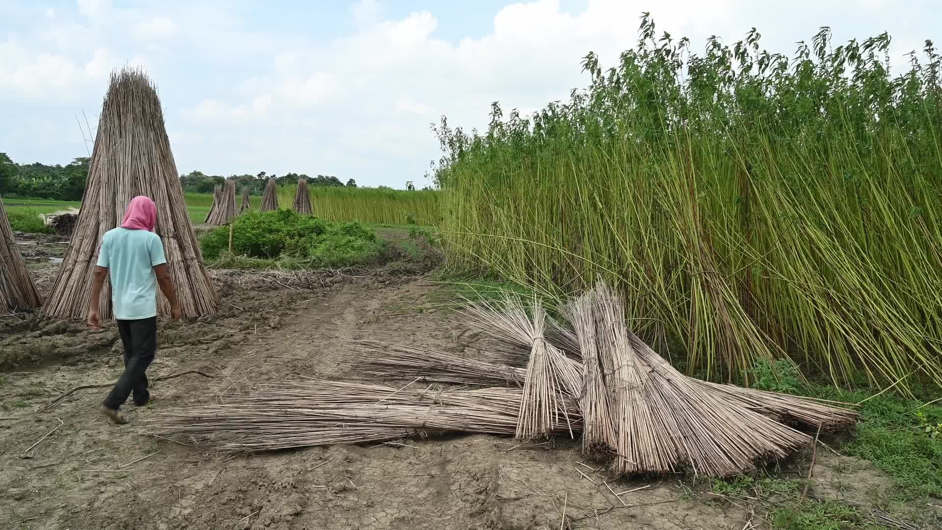 Jute Cultivation in India - El Niño effect delays jute retting processes - Temporary Ponds