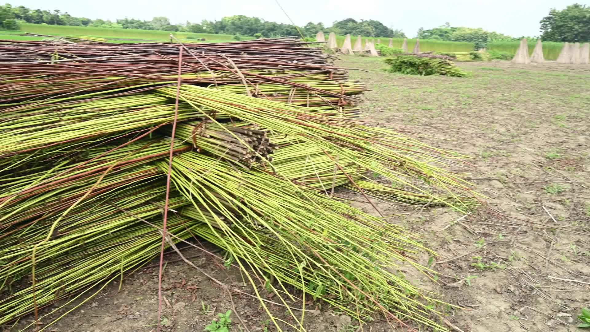 Jute Cultivation in India - El Niño effect delays jute retting processes - Temporary Ponds