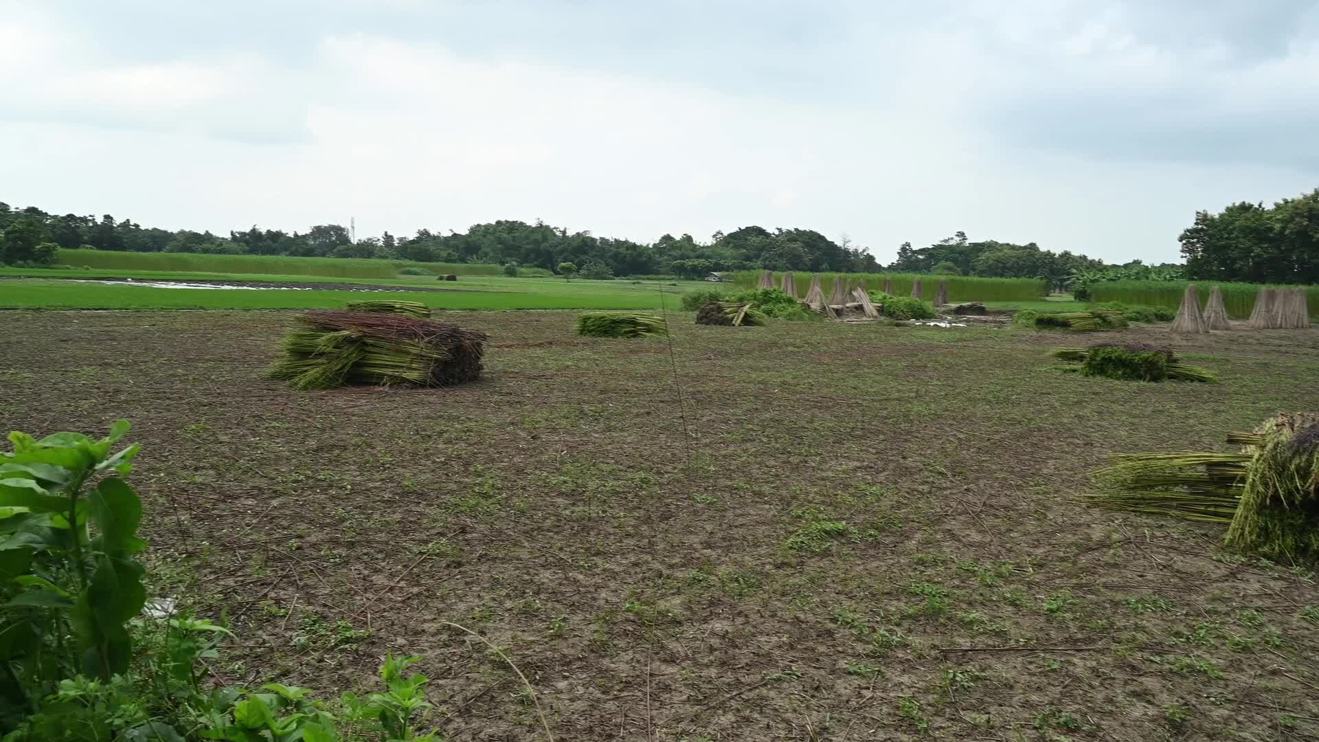 Jute Cultivation in India - El Niño effect delays jute retting processes - Temporary Ponds